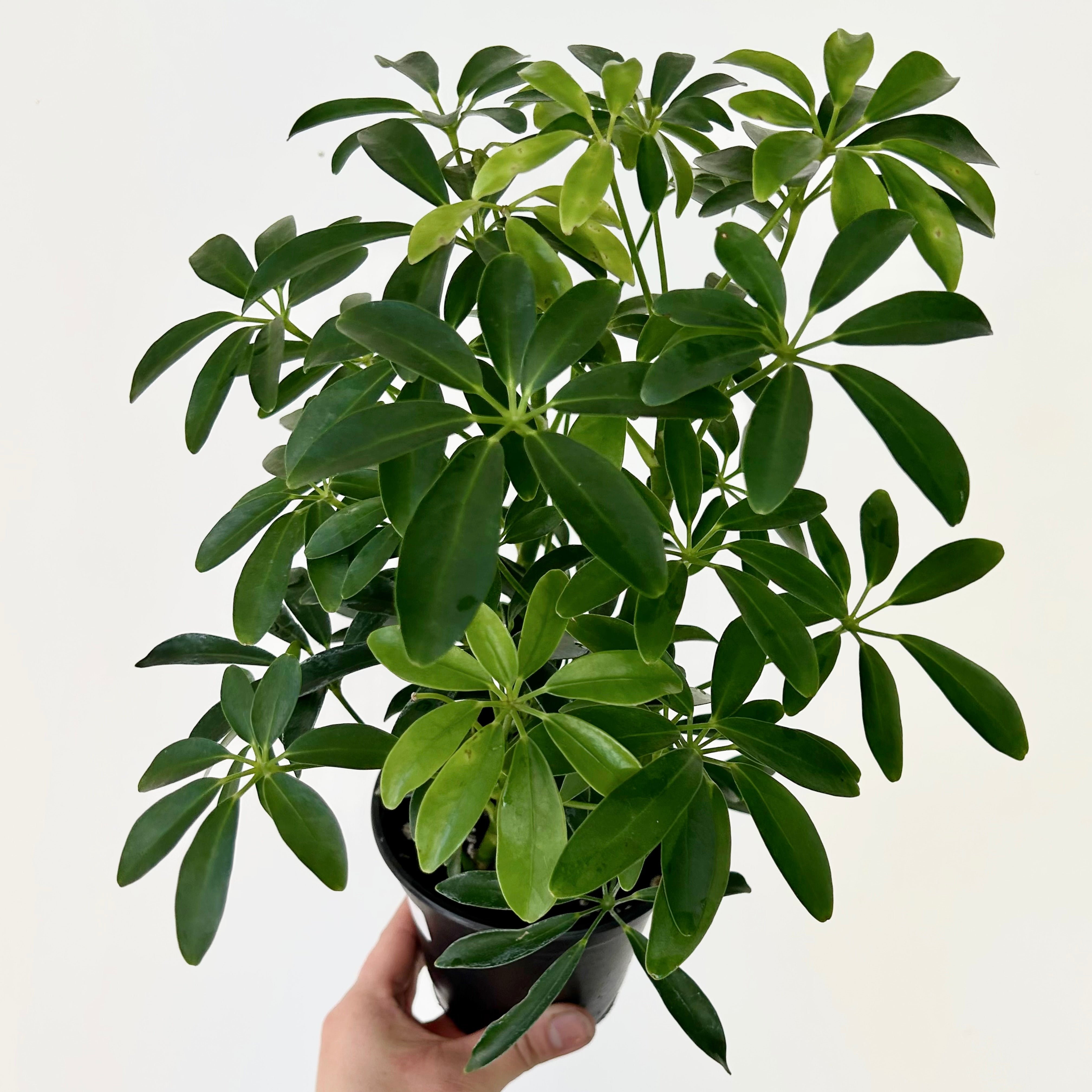 Dwarf Umbrella Tree (Schefflera arboricola) 4”pot