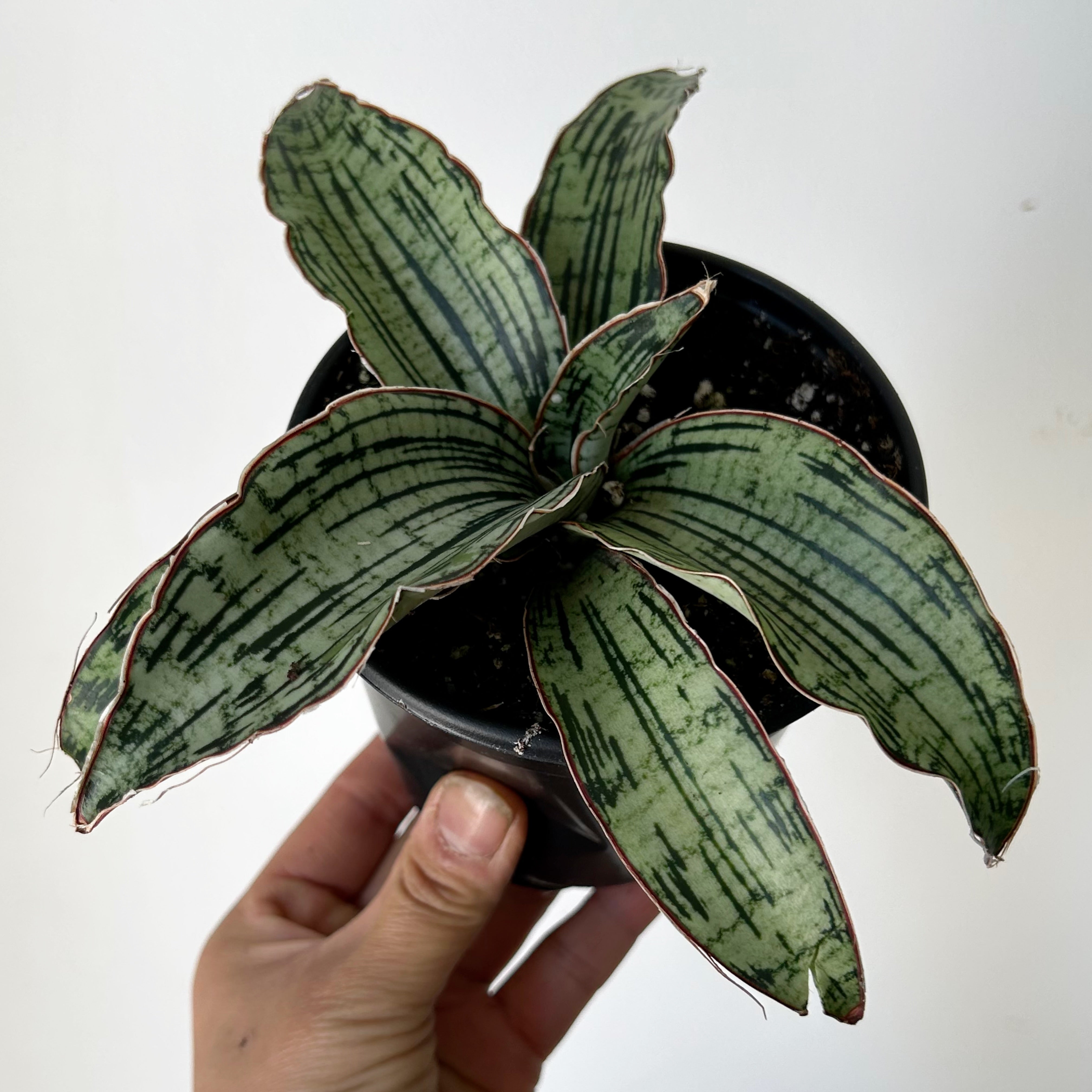Sansevieria "Cleopatra “4” pot