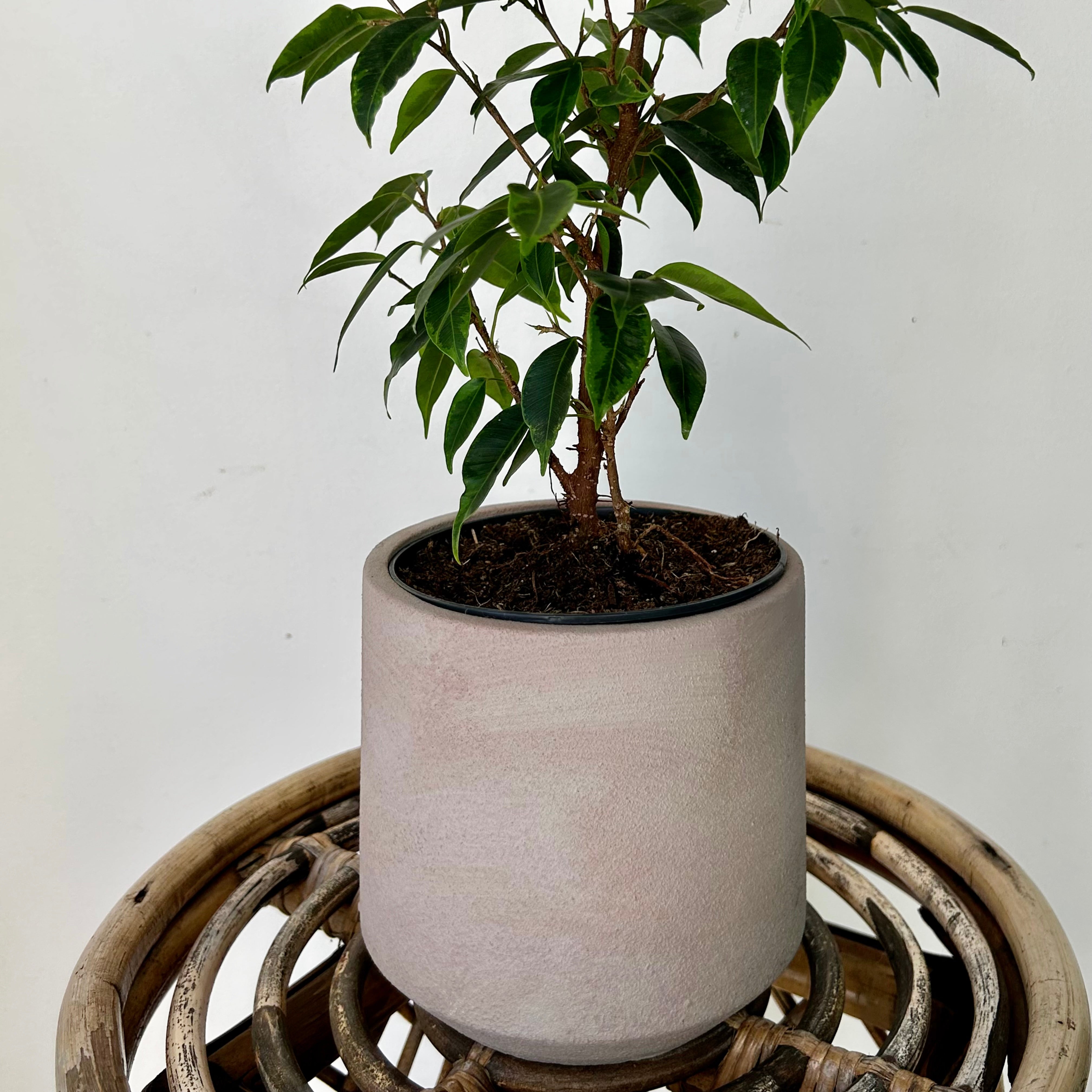 LUCIANA Decorative Pot (5”x5”)