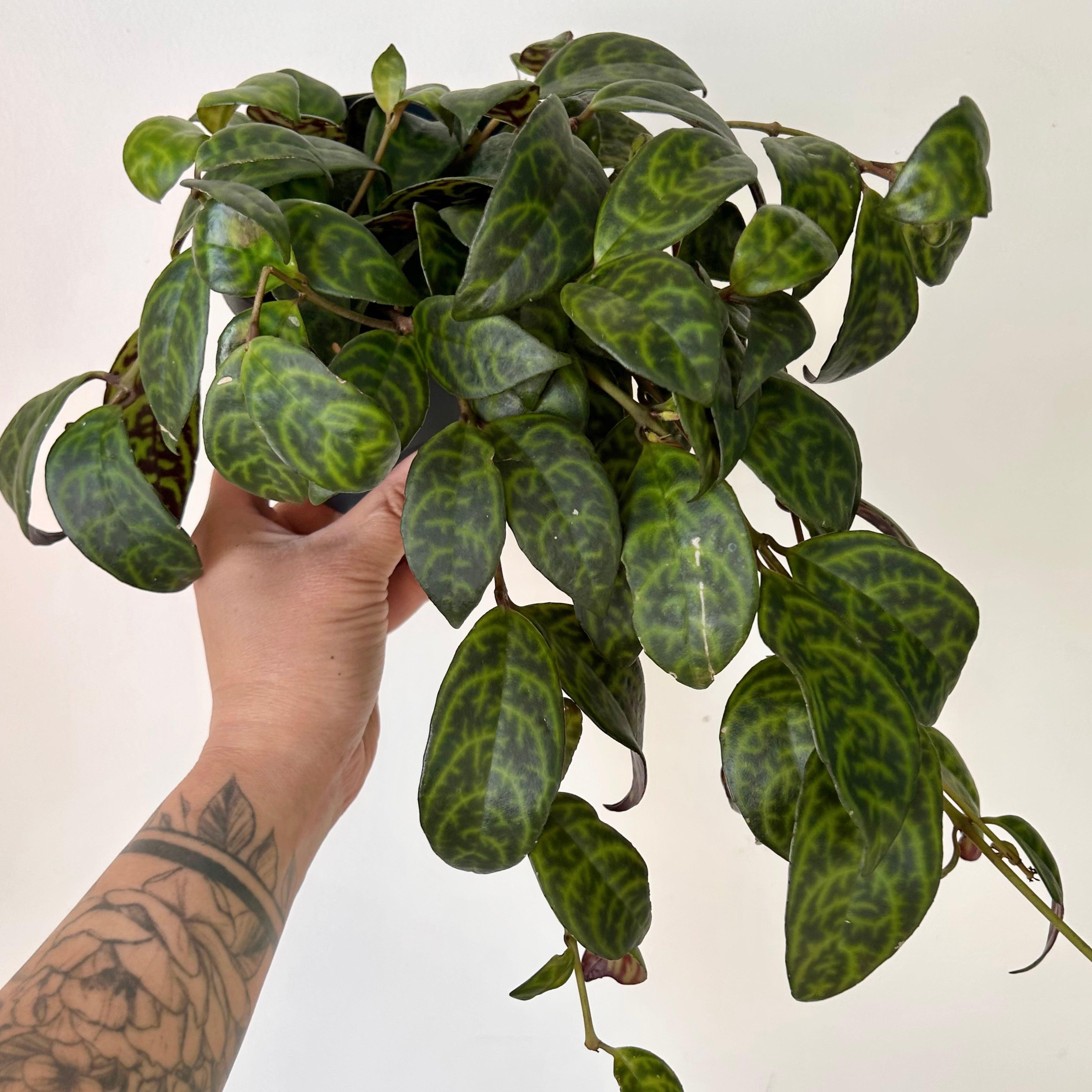 Black Pagoda Lipstick Plant (Aeschynanthus longicaulis) 5”pot