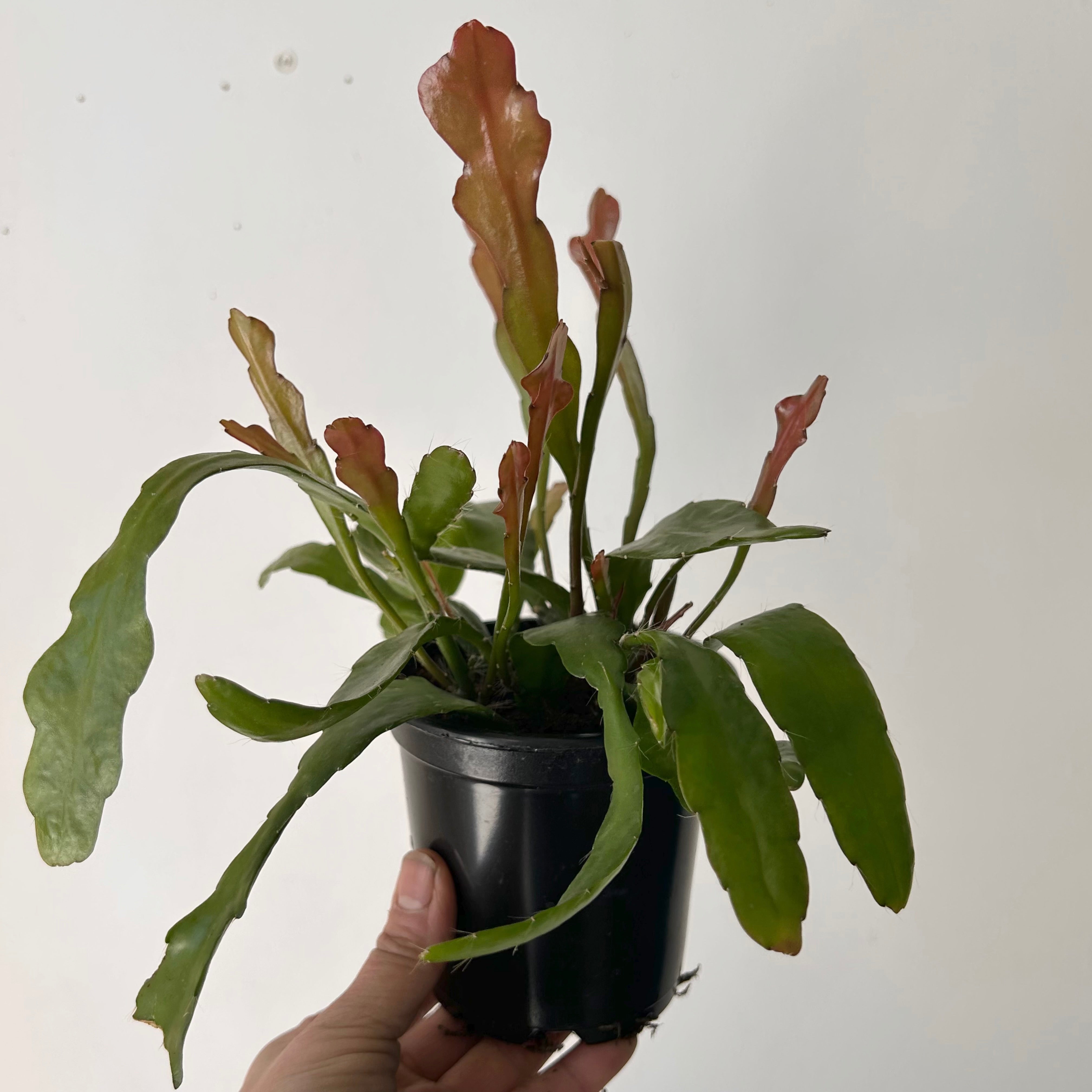 Orchid Cactus (Epiphyllum) 4” pot