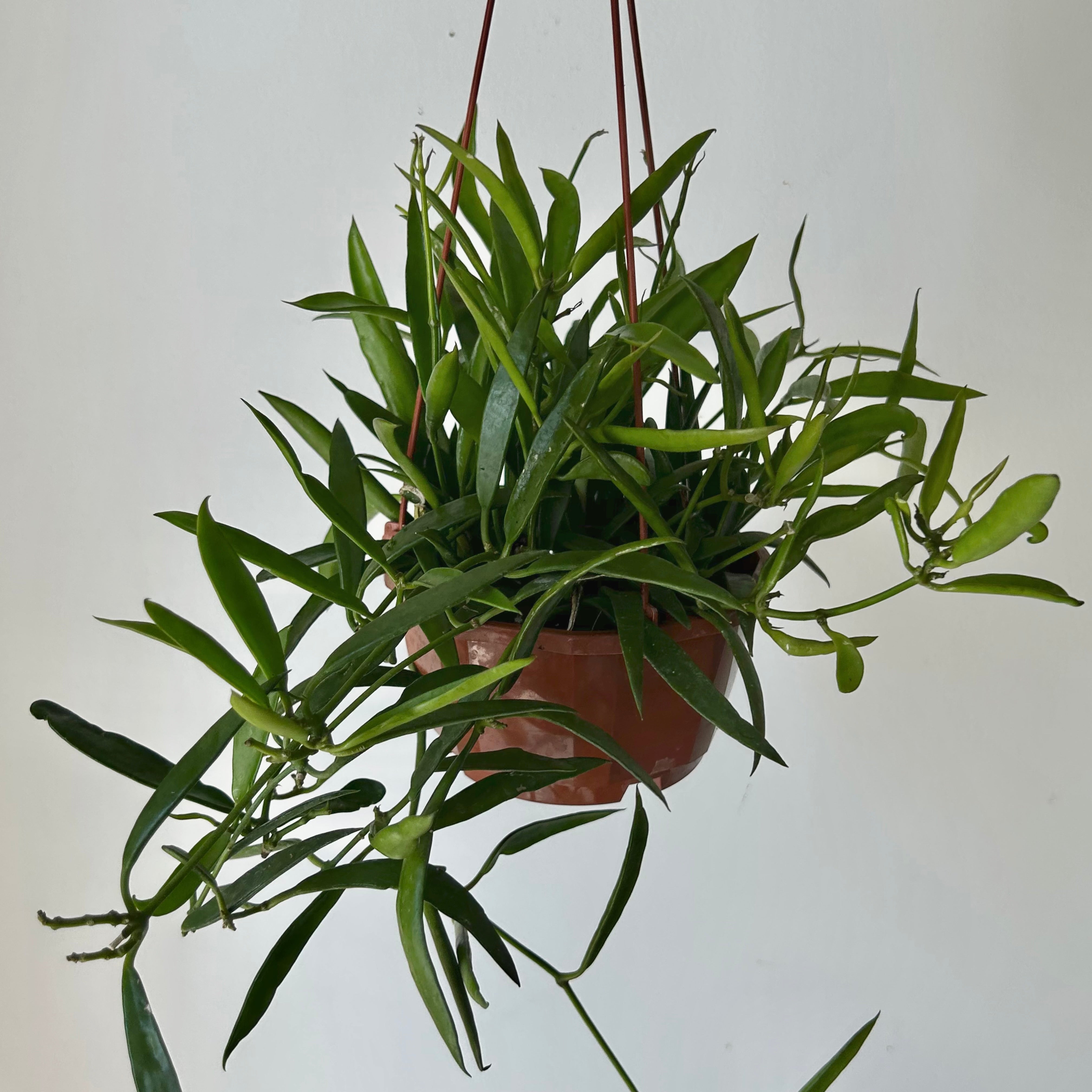 Dischidia parasitica “Philippines” 4.5” hanging basket