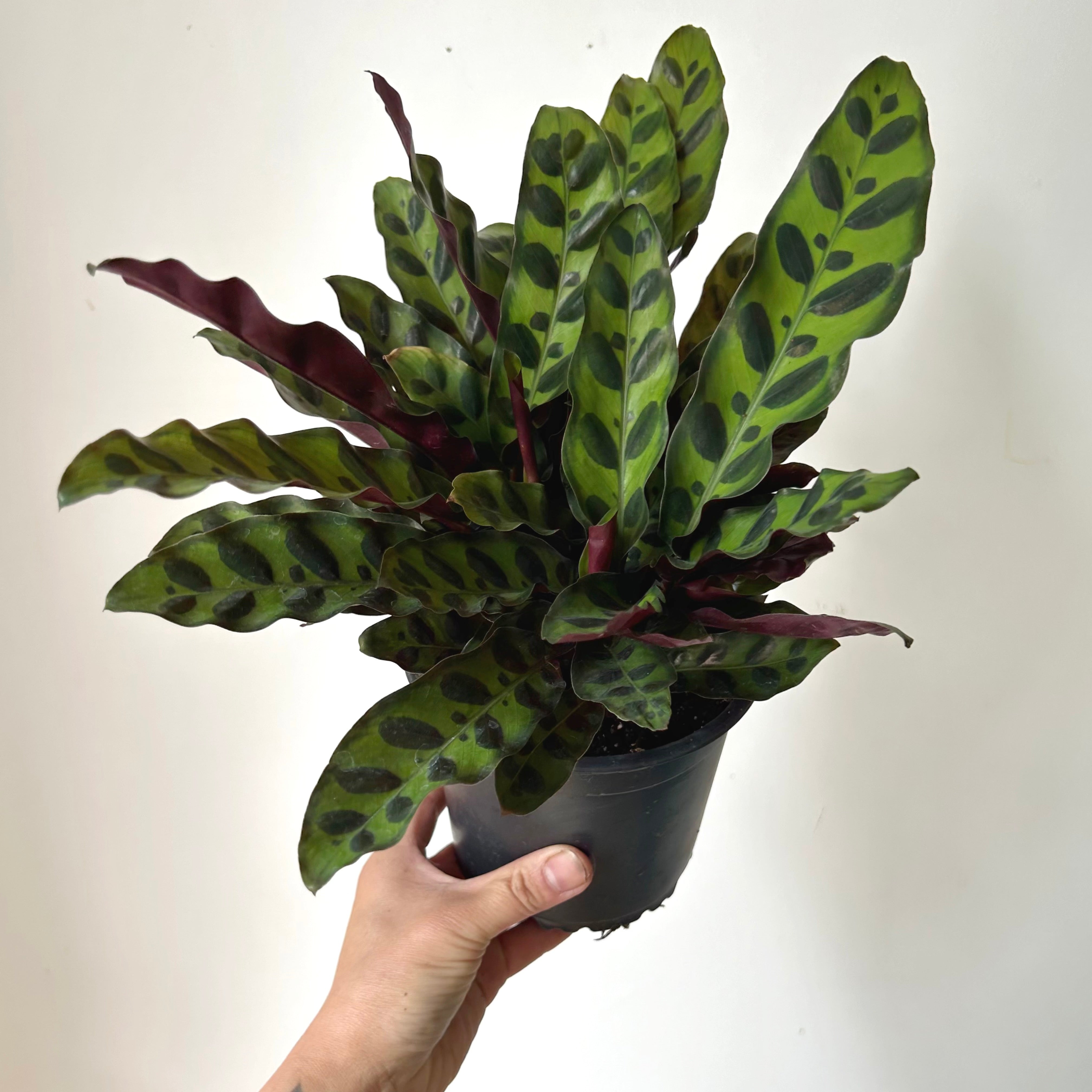 Calathea  “Rattle Snake”(Lancifolia) 6”pot