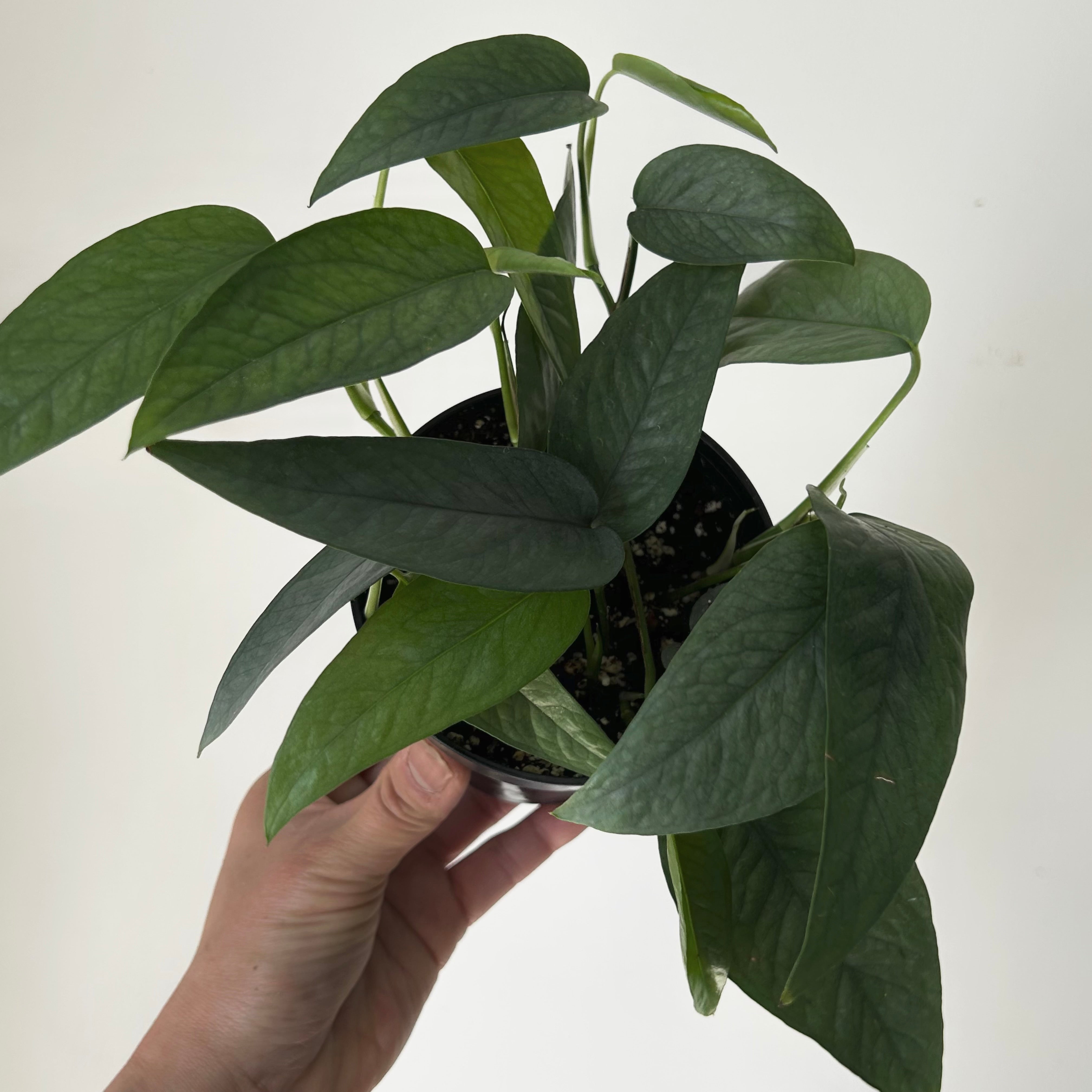 Pothos “Cebu Blue” 3.5”pot