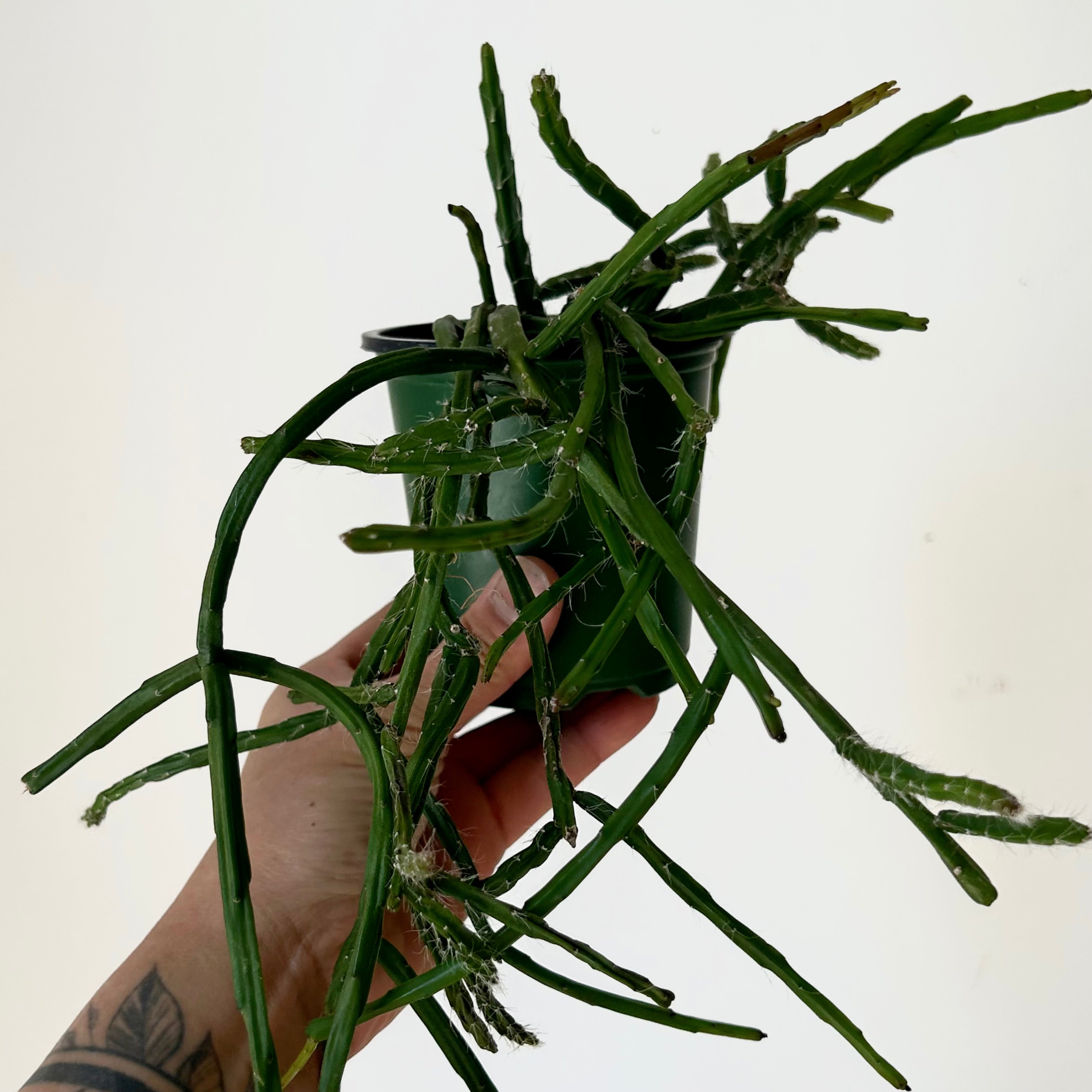 Rhipsalis Paradoxa Minor 3.5” pot