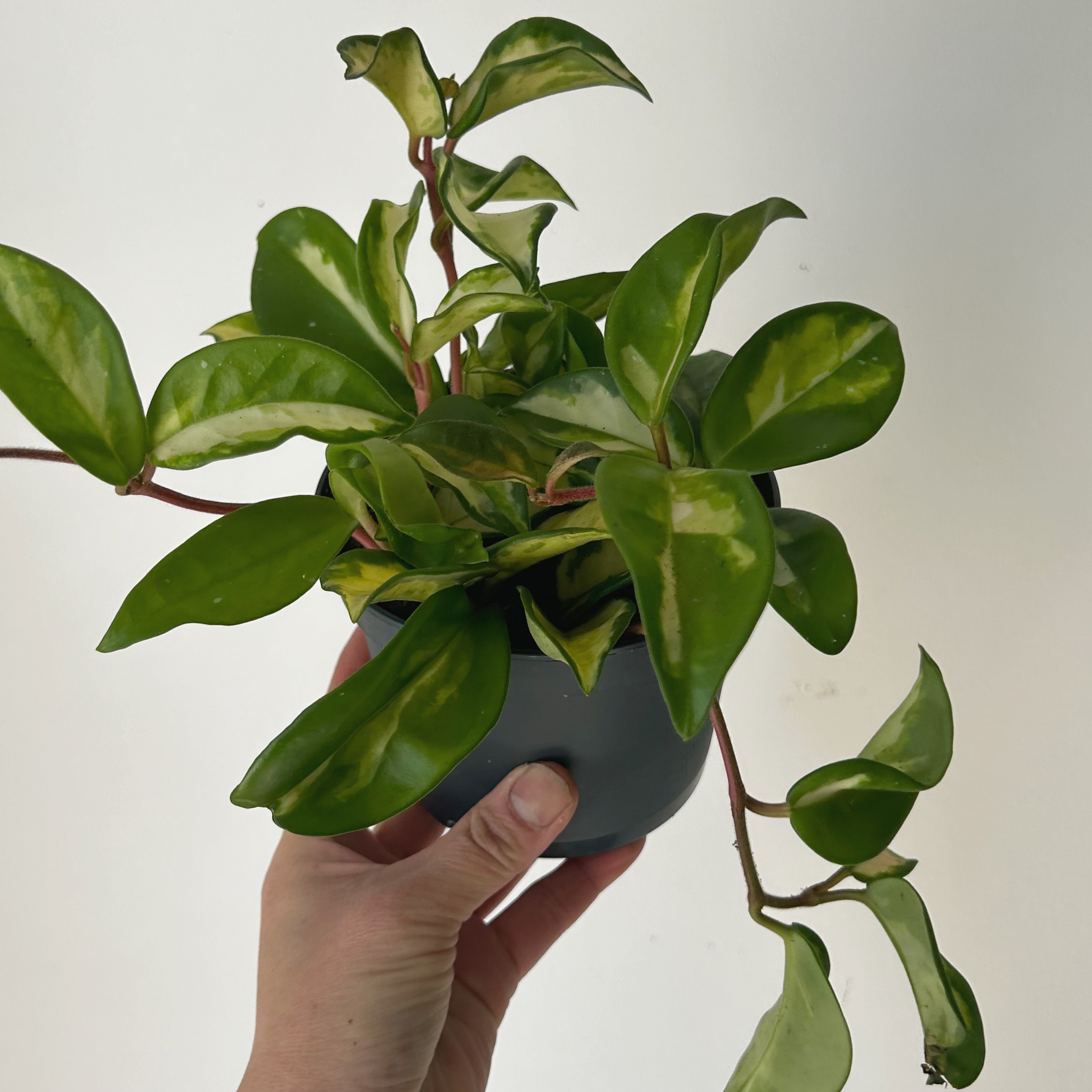 Hoya Tricolour "Krimson Princess" 5”pot