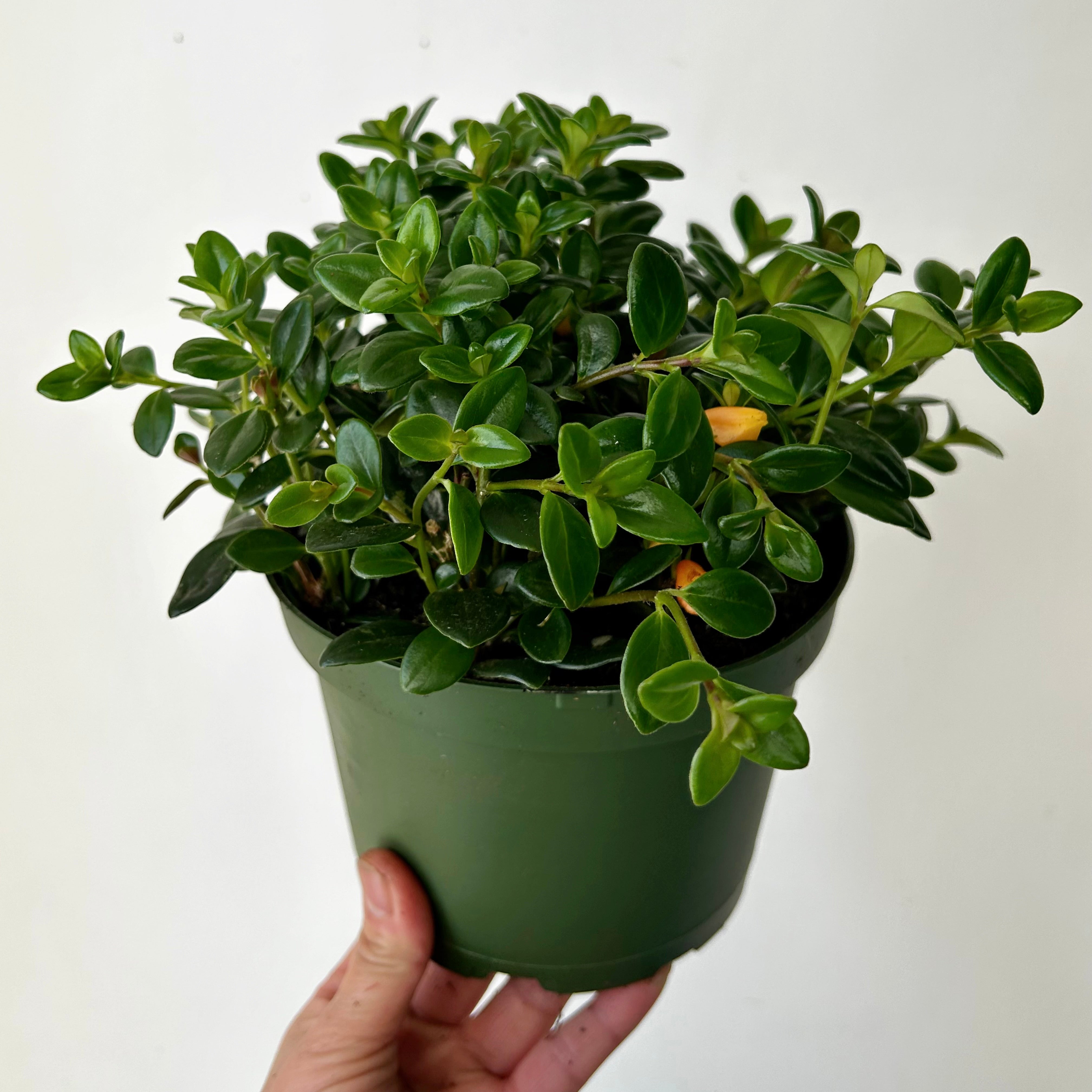 Goldfish Plant (Nematanthus) 6” pot