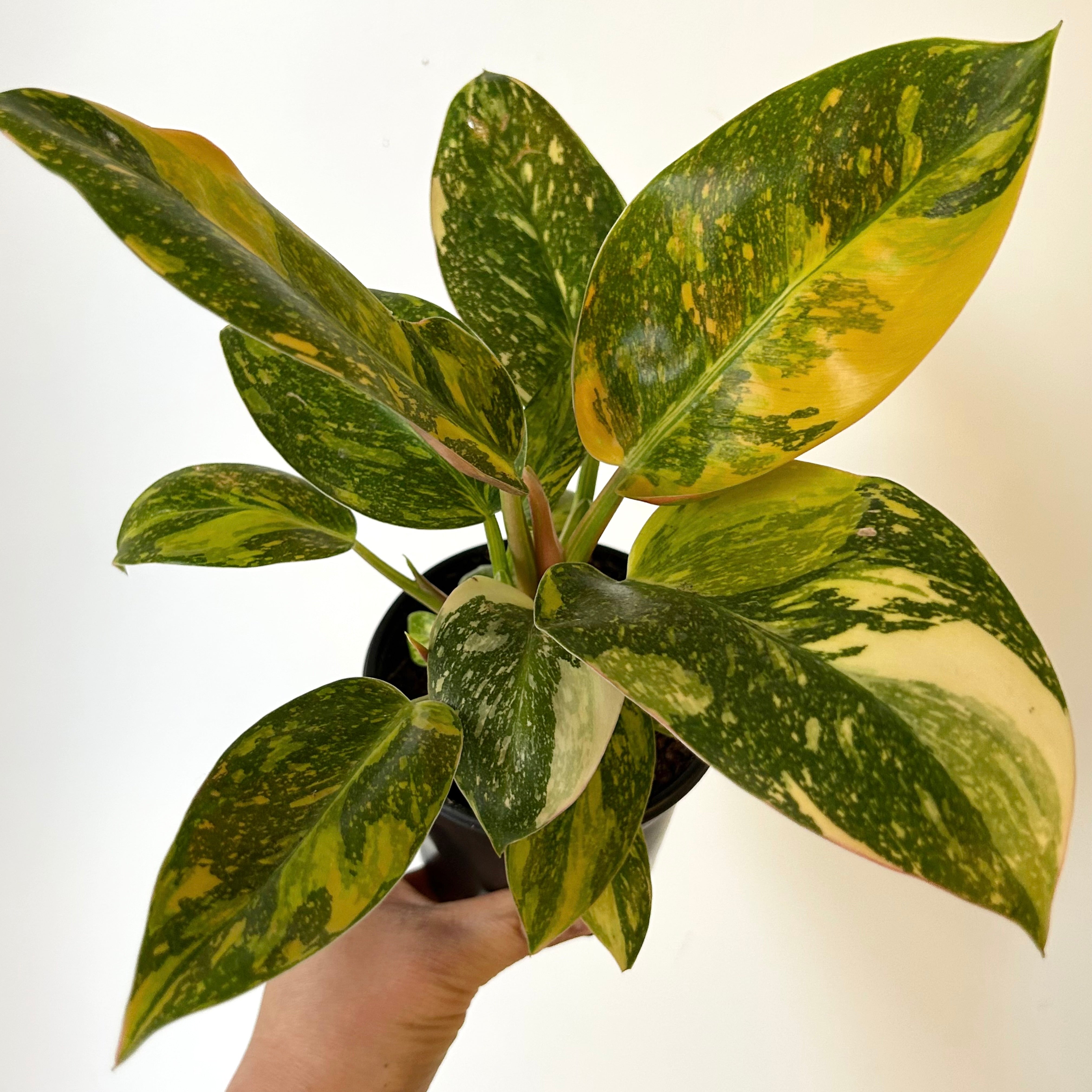 Variegated Philodendron Green Congo Nuclear 4” pots