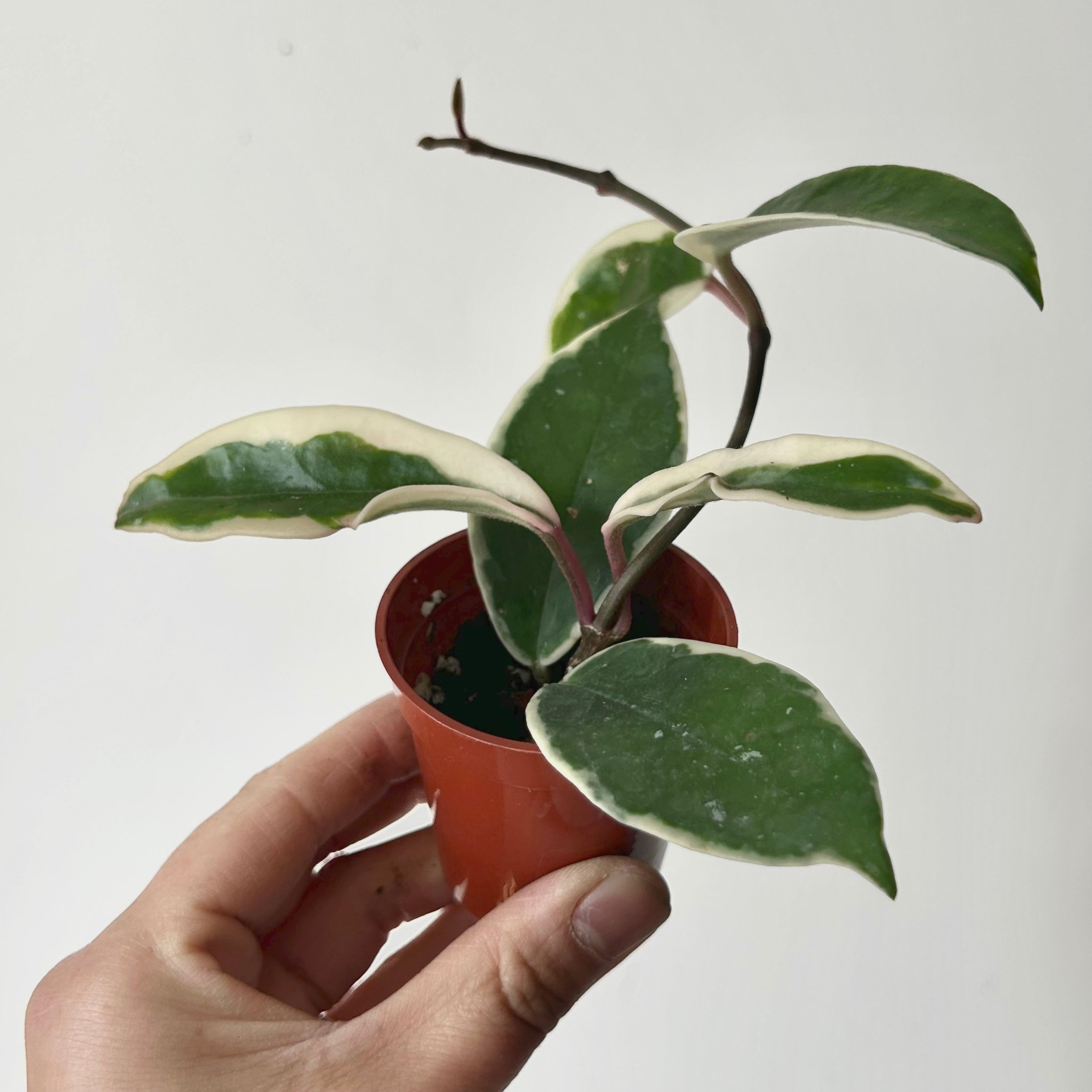 Hoya carnosa "Krimson Queen” 2.25”pot