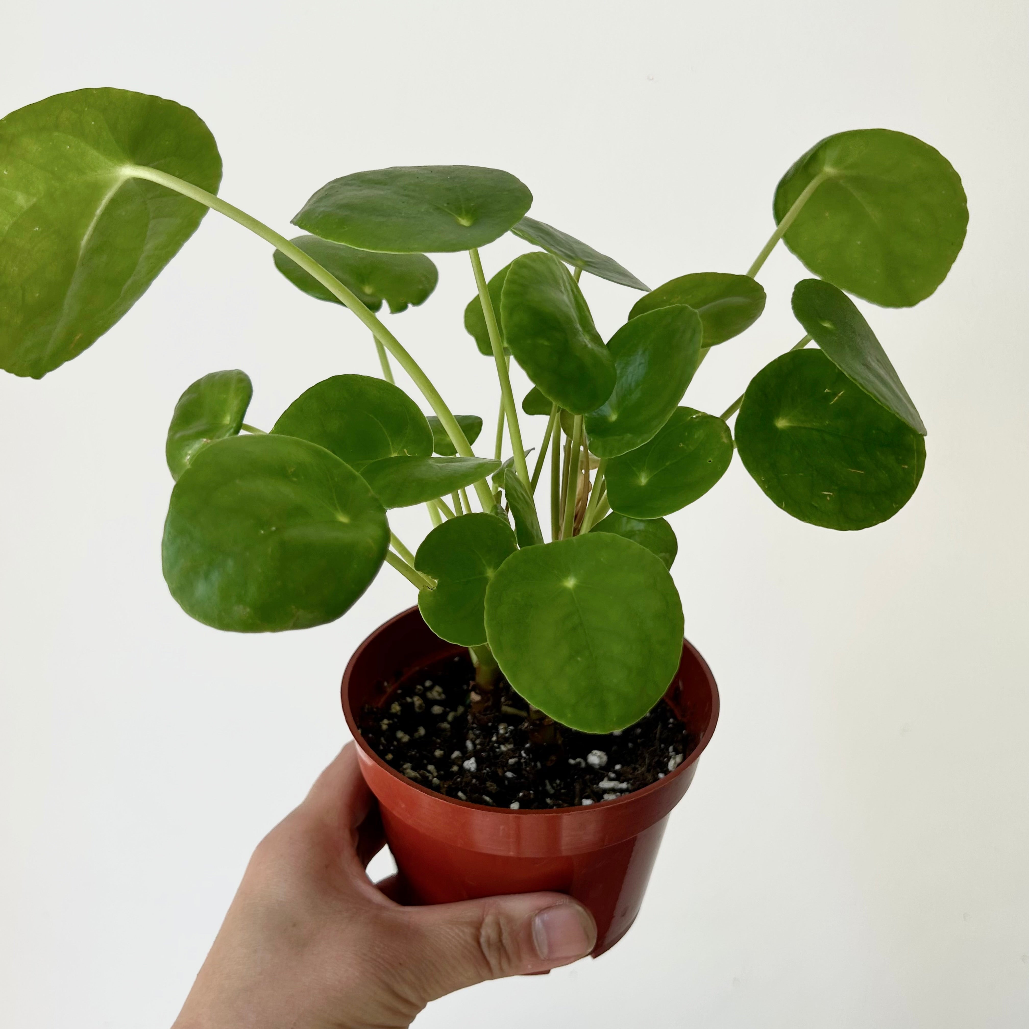Chinese Money Plant (Pilea Peperomioides ) 4”pot