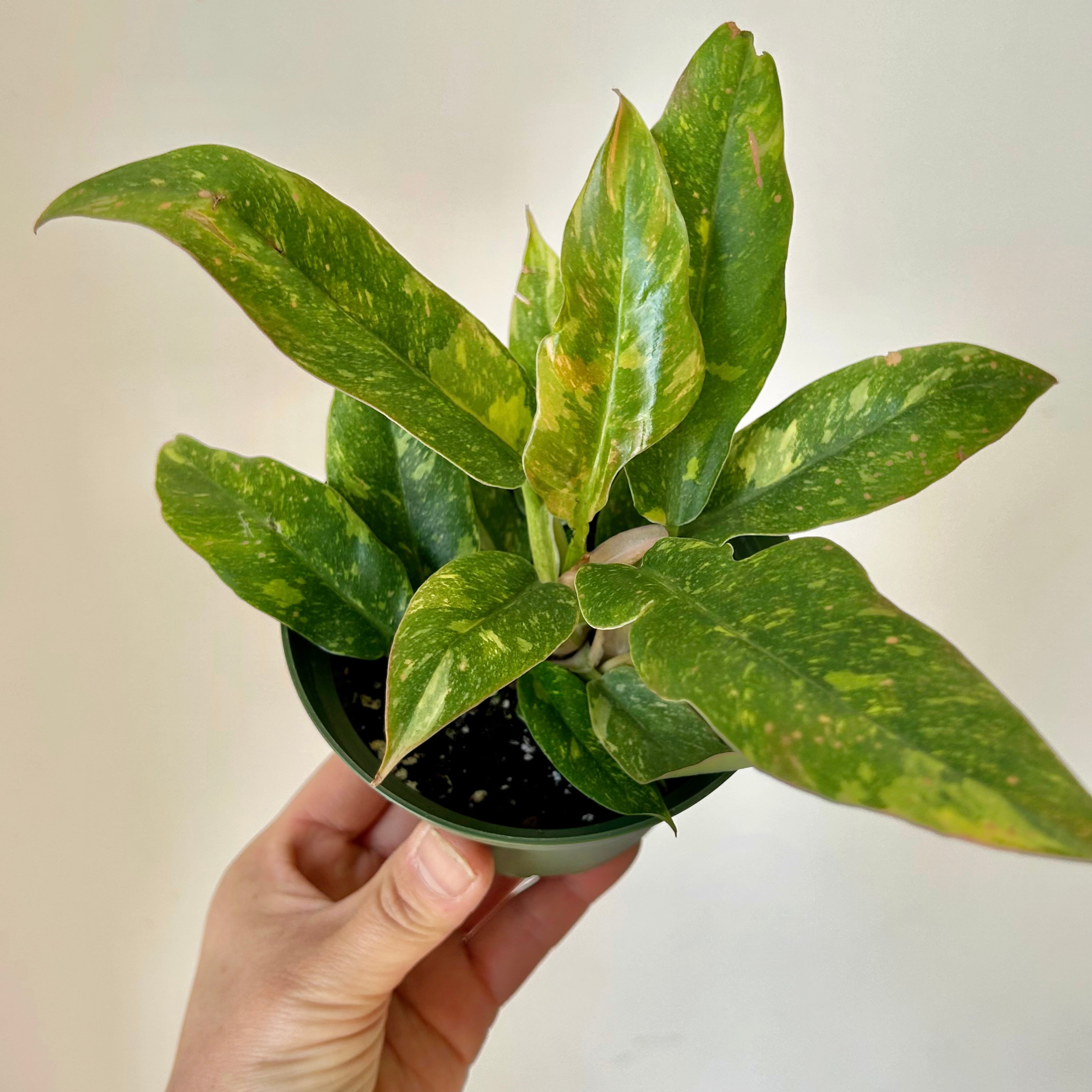 Philodendron "Ring of Fire" “ 4" pot