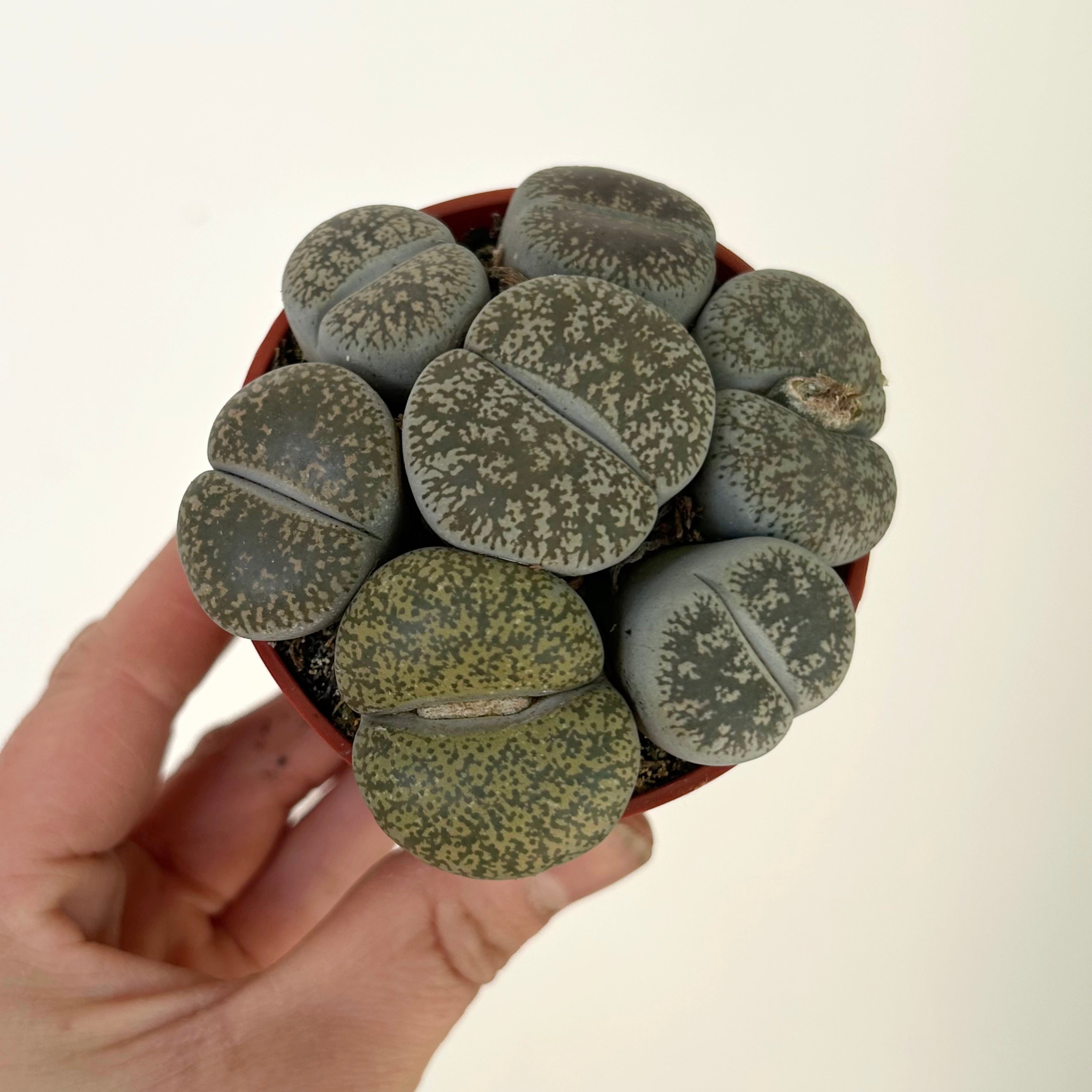 Living Stone Succulent (Lithops) 3" pot