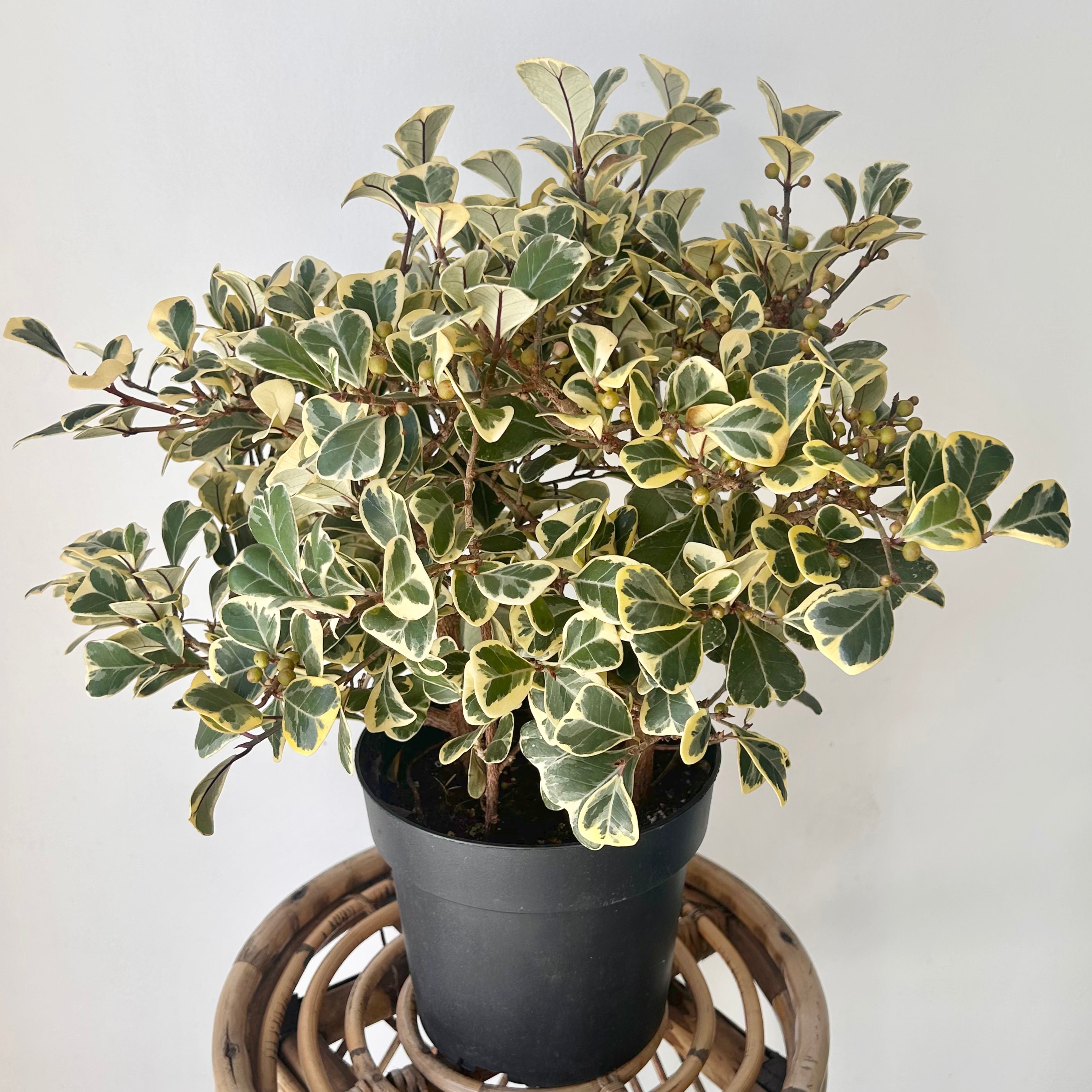 Variegated Ficus triangularis  6.5”pot