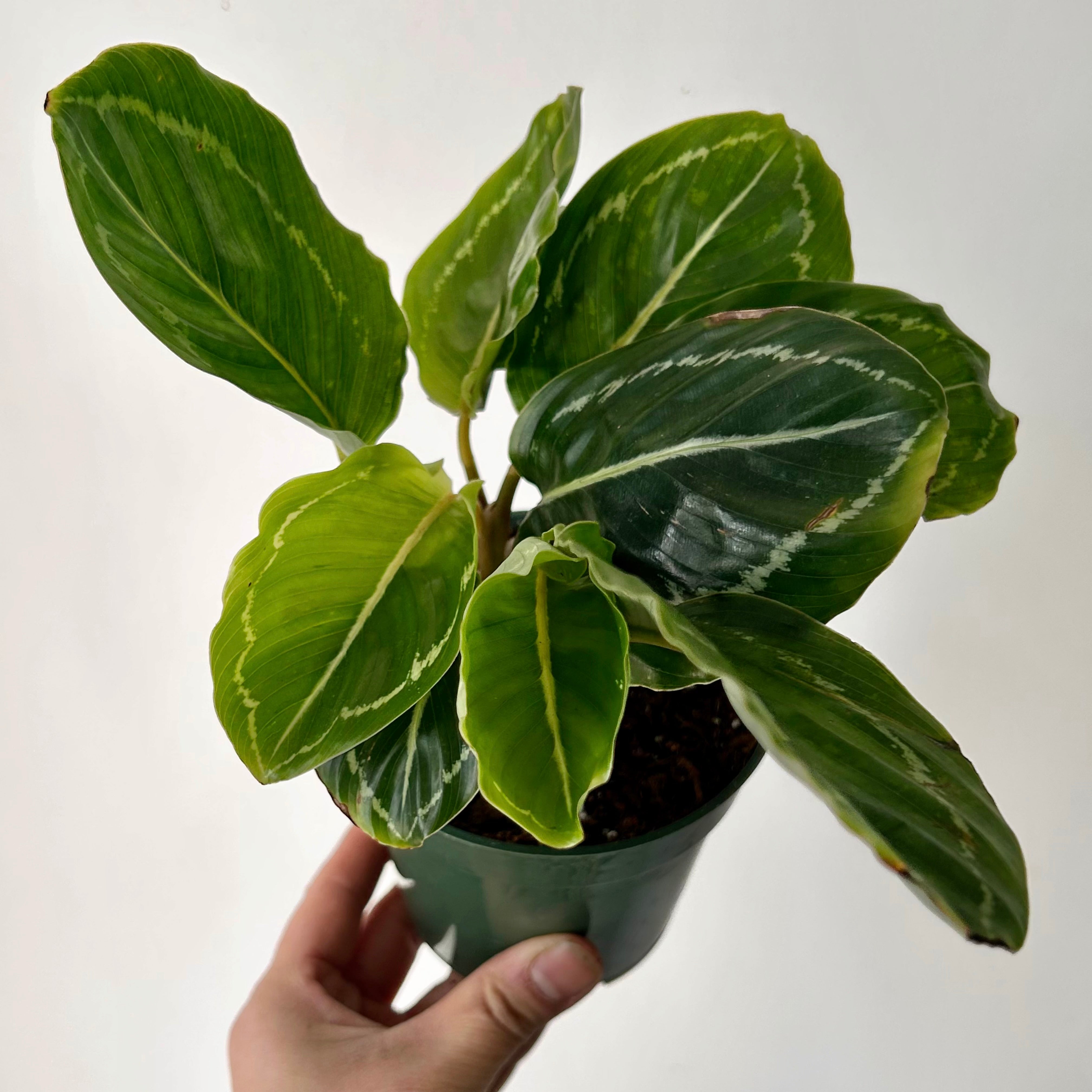 Calathea “Green Beauty” 4”pot