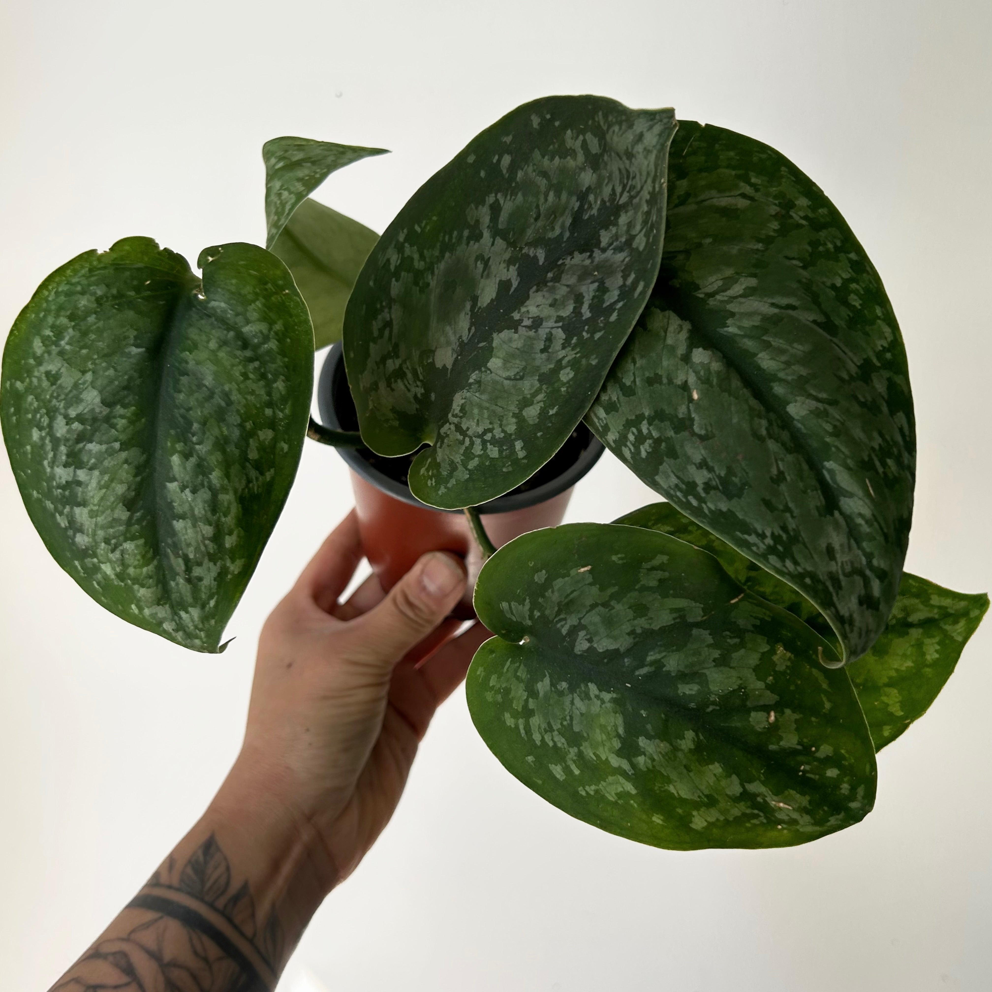 Scindapsus “Mount Salak” 4”pot