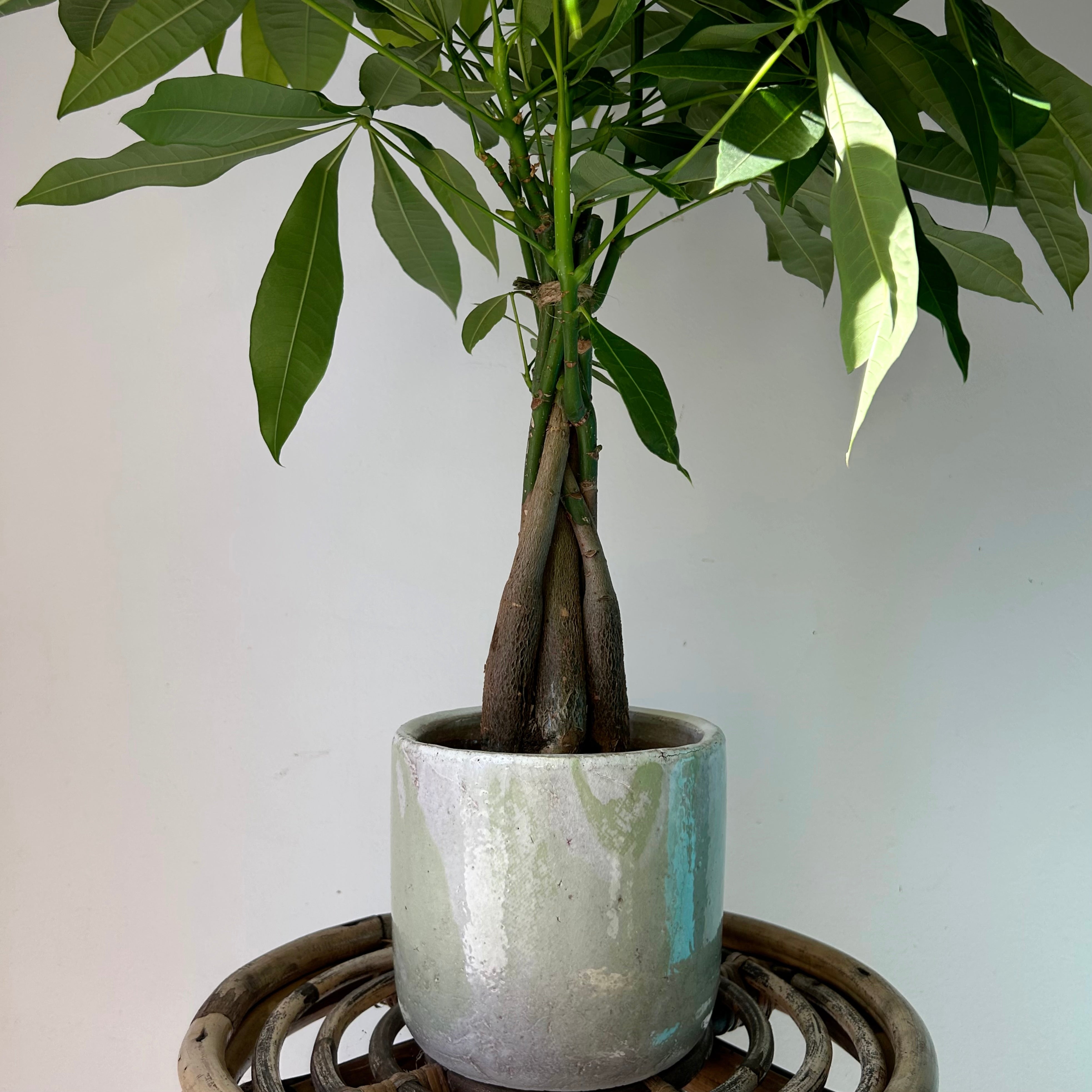 Money Tree (Pachira aquatica ) approximately 20 inches tall 5”pot