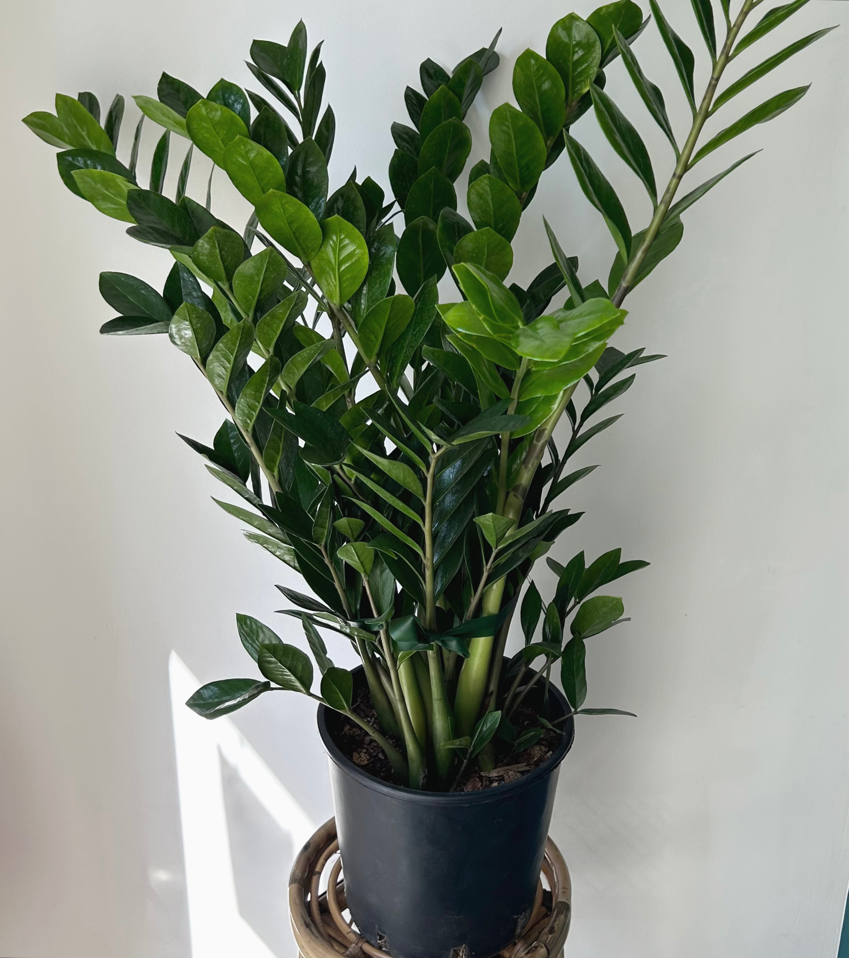 ZZ Plant (Zamioculcas Zamiifolia) approximately 2.5 ft tall in 8”pot