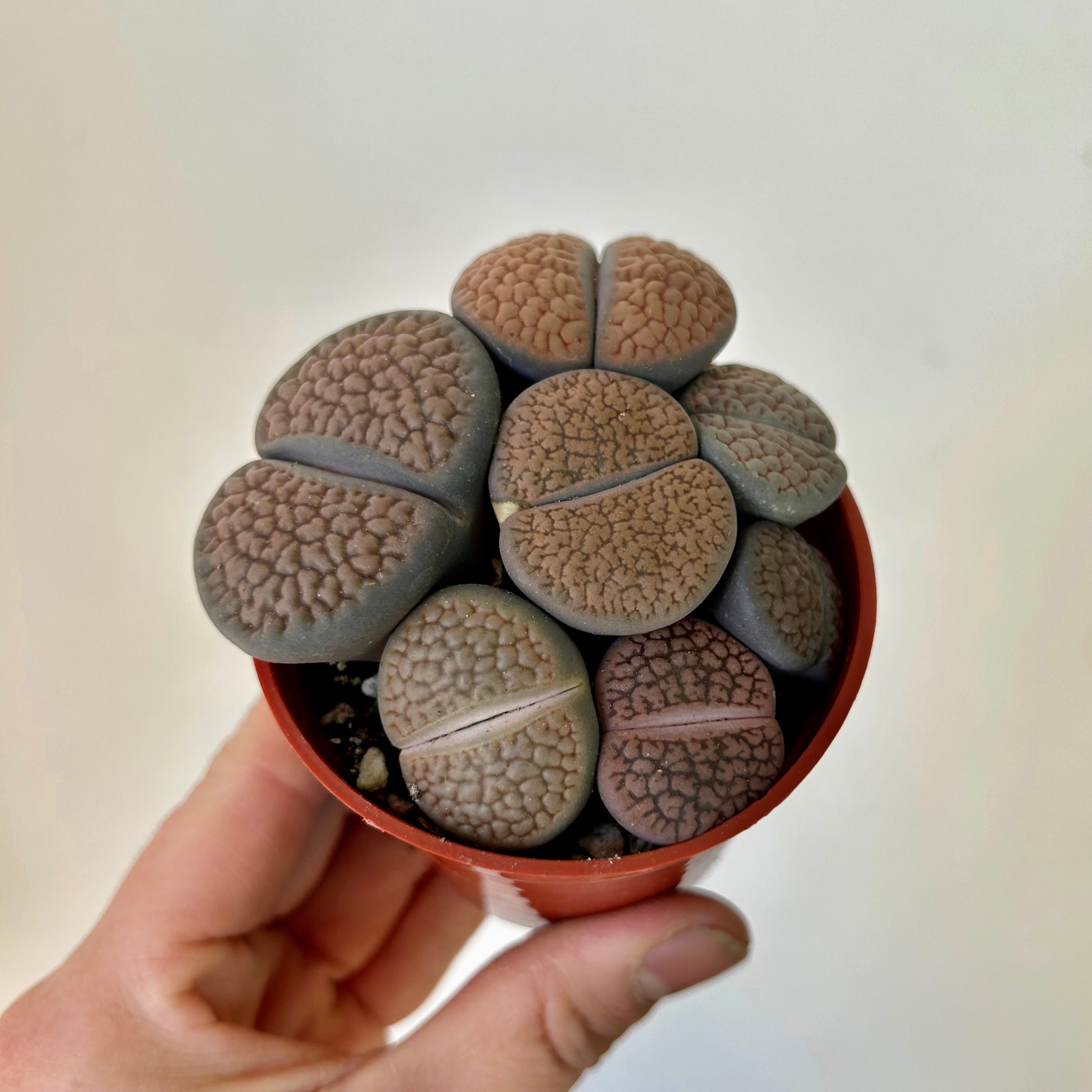 Living Stone Succulent (Lithops) 3" pot