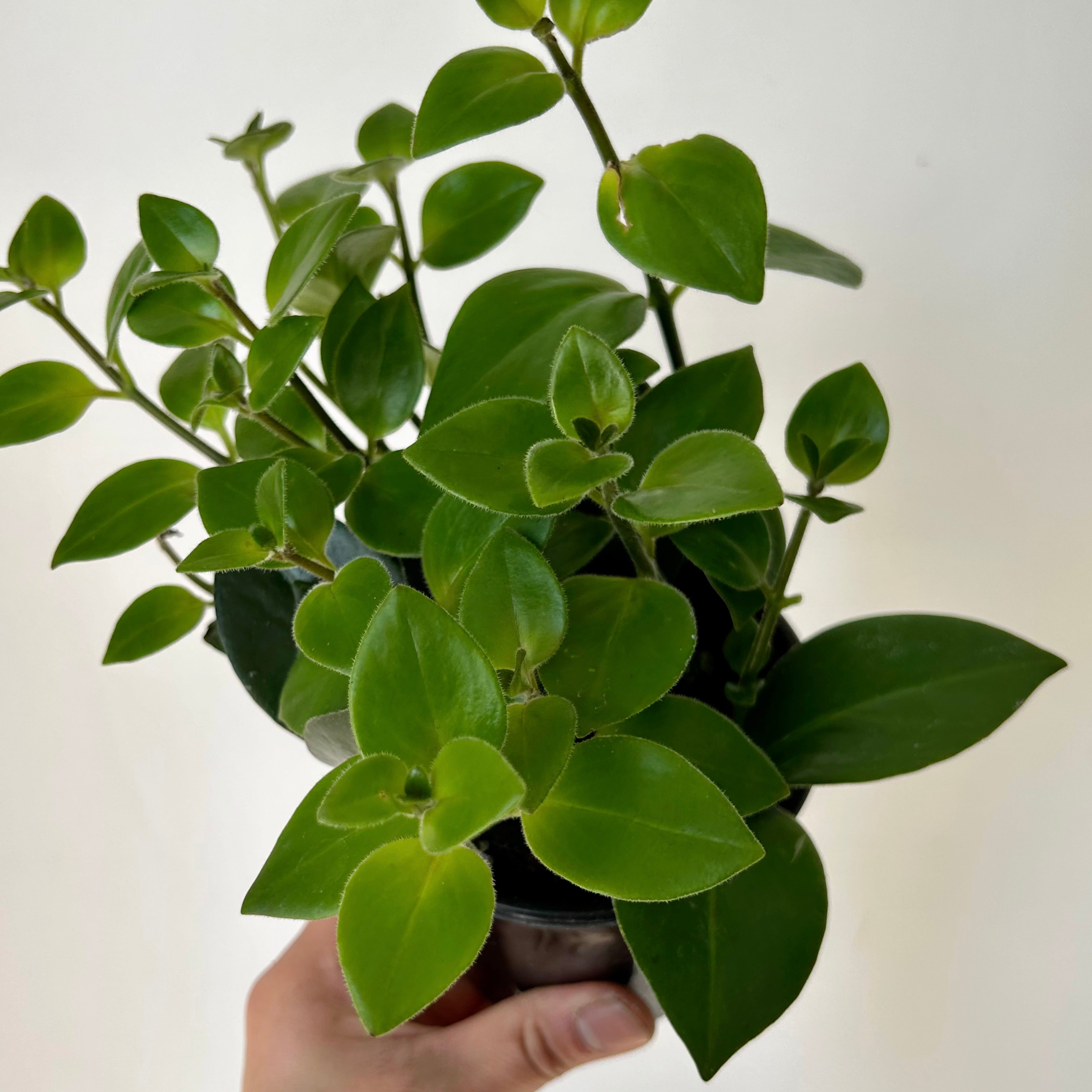 Mona Lisa Lipstick Plant (Aeschynanthus) 3.5”pot