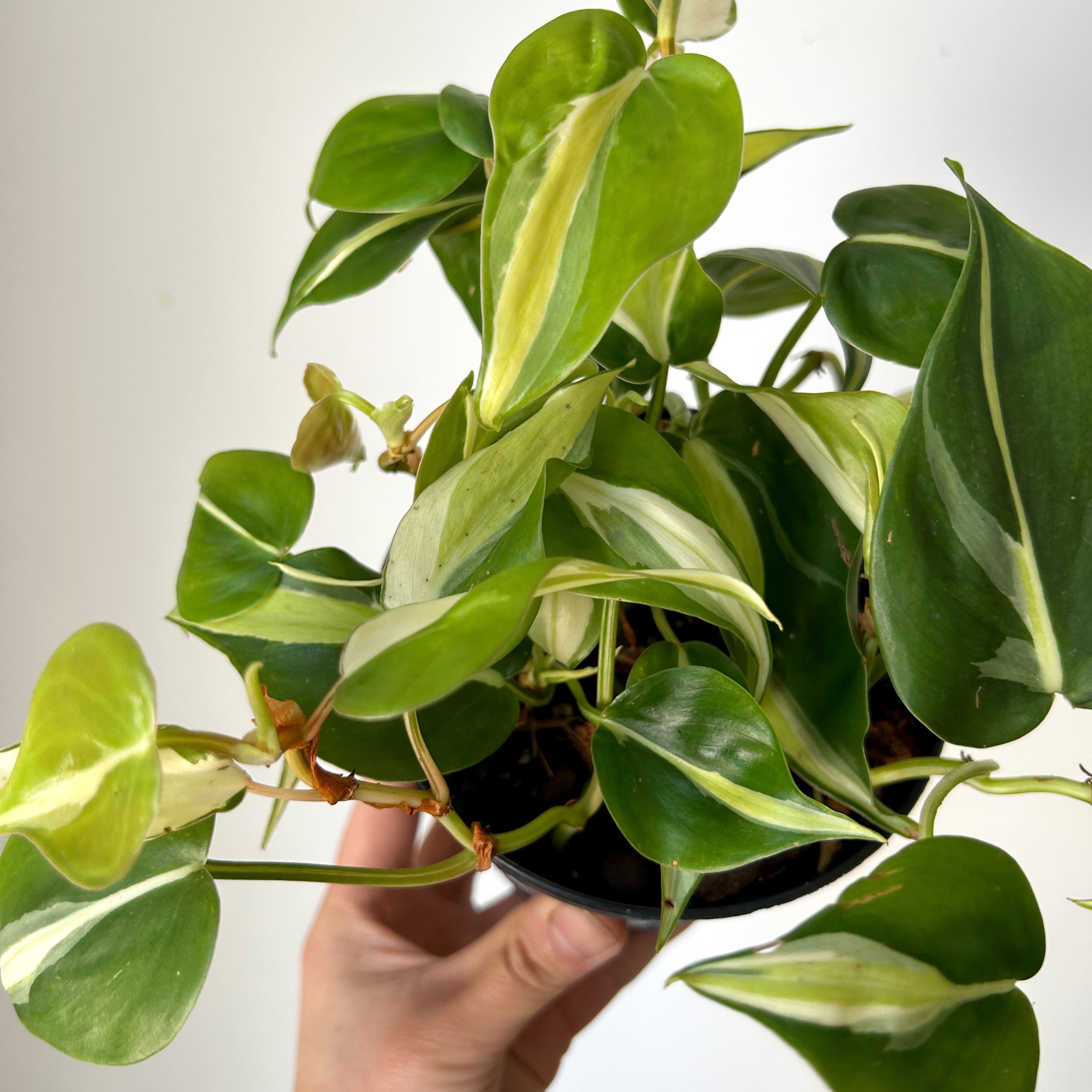 Philodendron “ Silver Stripe” 4”pot