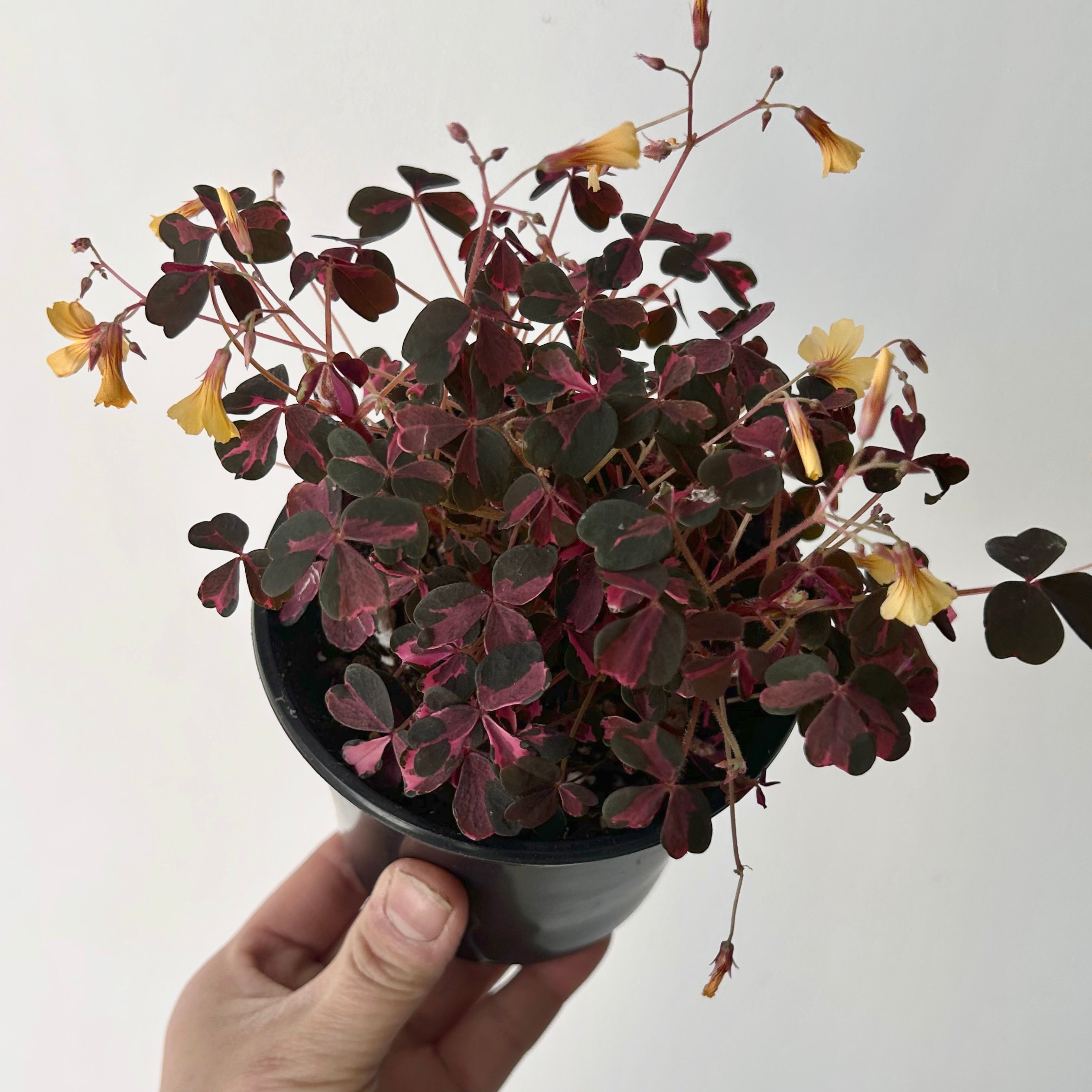 Oxalis vulcanicola “Plum Crazy” 4” pot