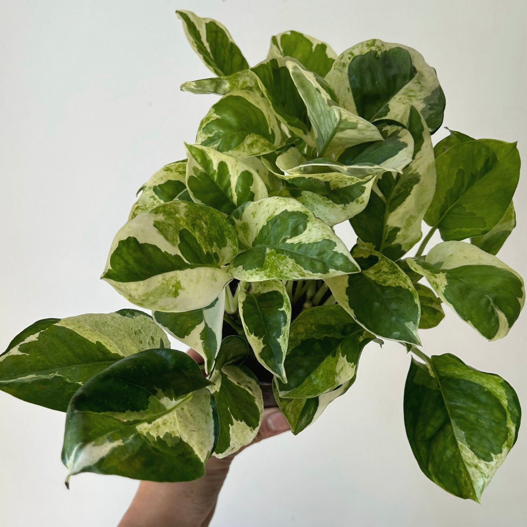 Pothos “Pearl & Jade” 4”pot
