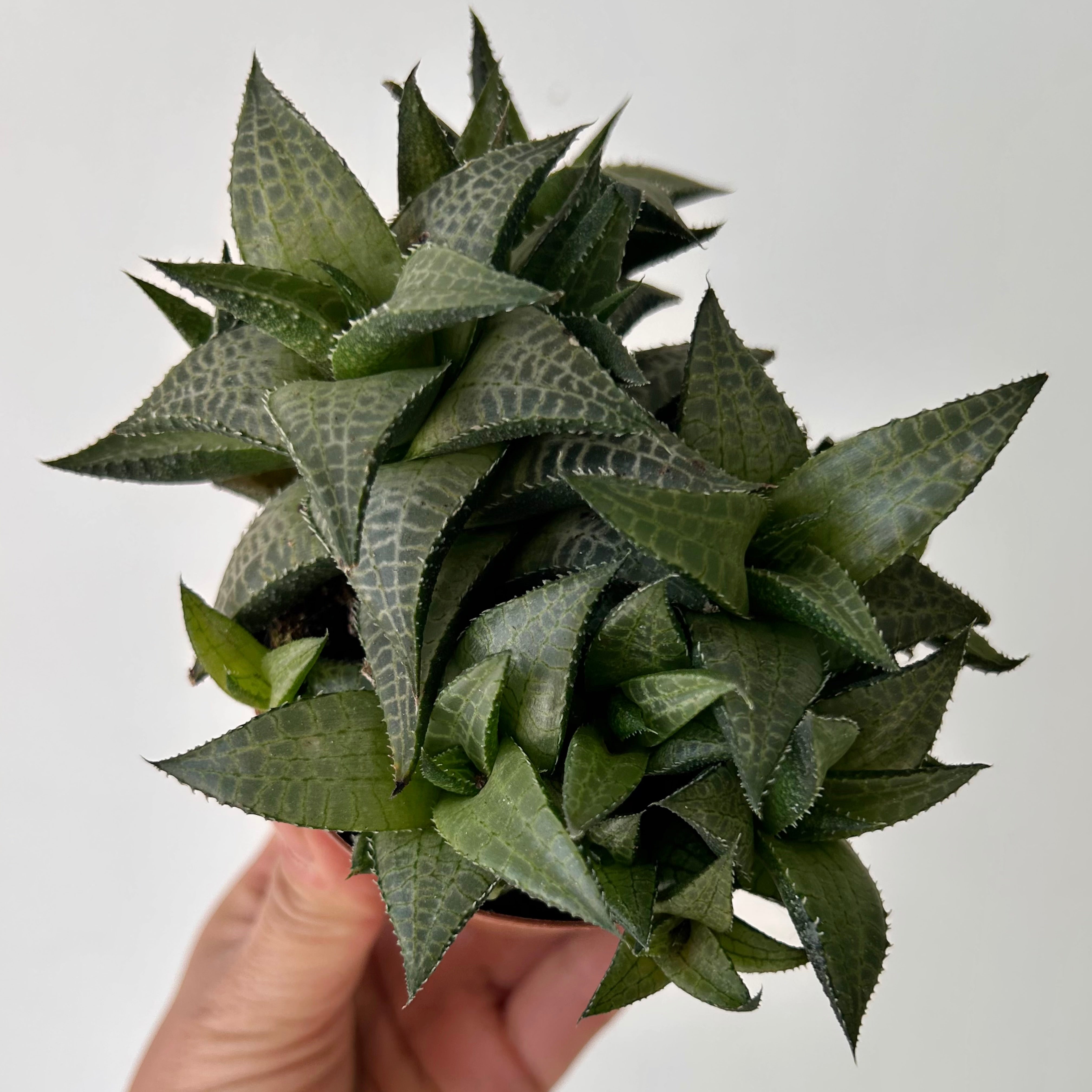 Haworthia "Venosa" 3.5” pot