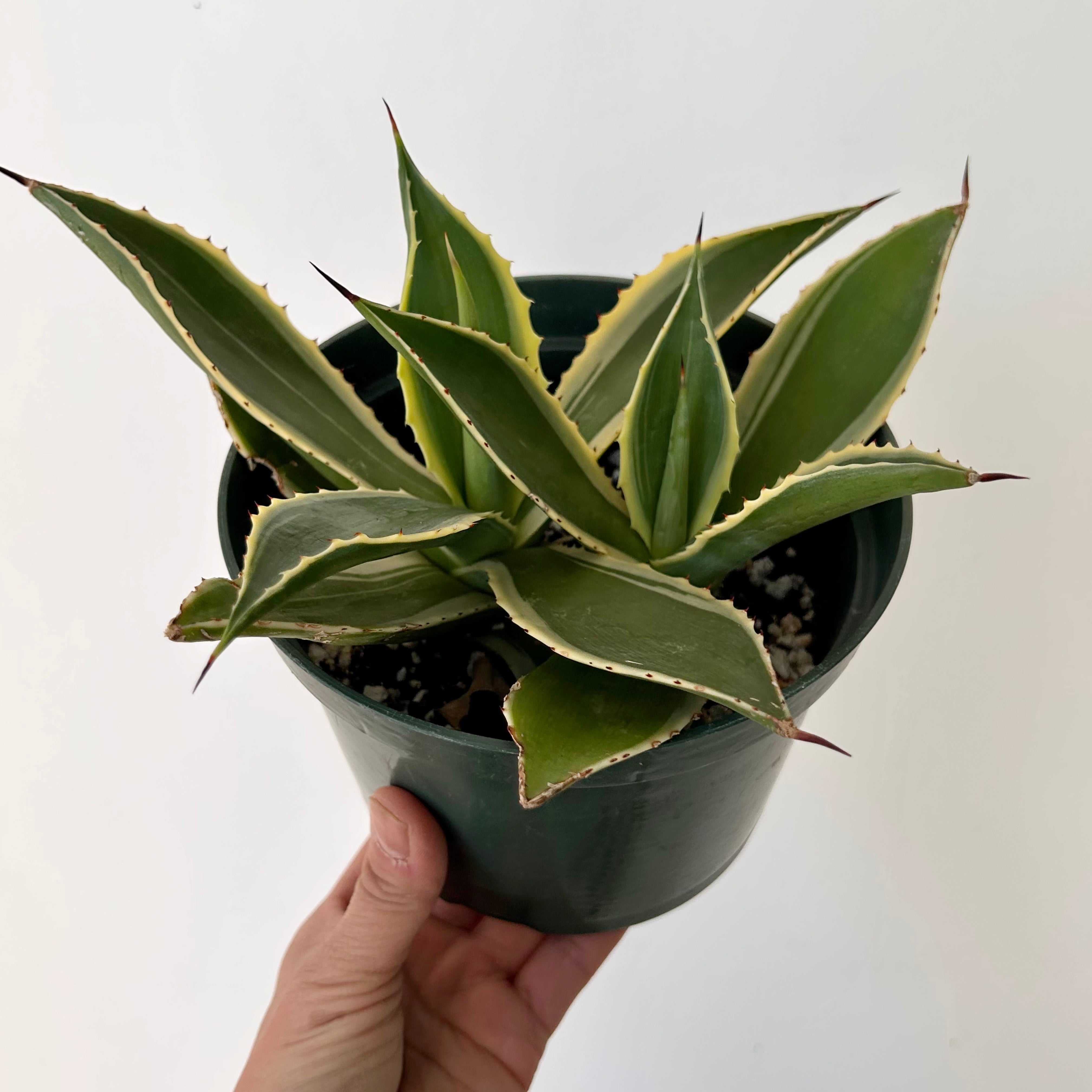 Variegated Agave 6”pot