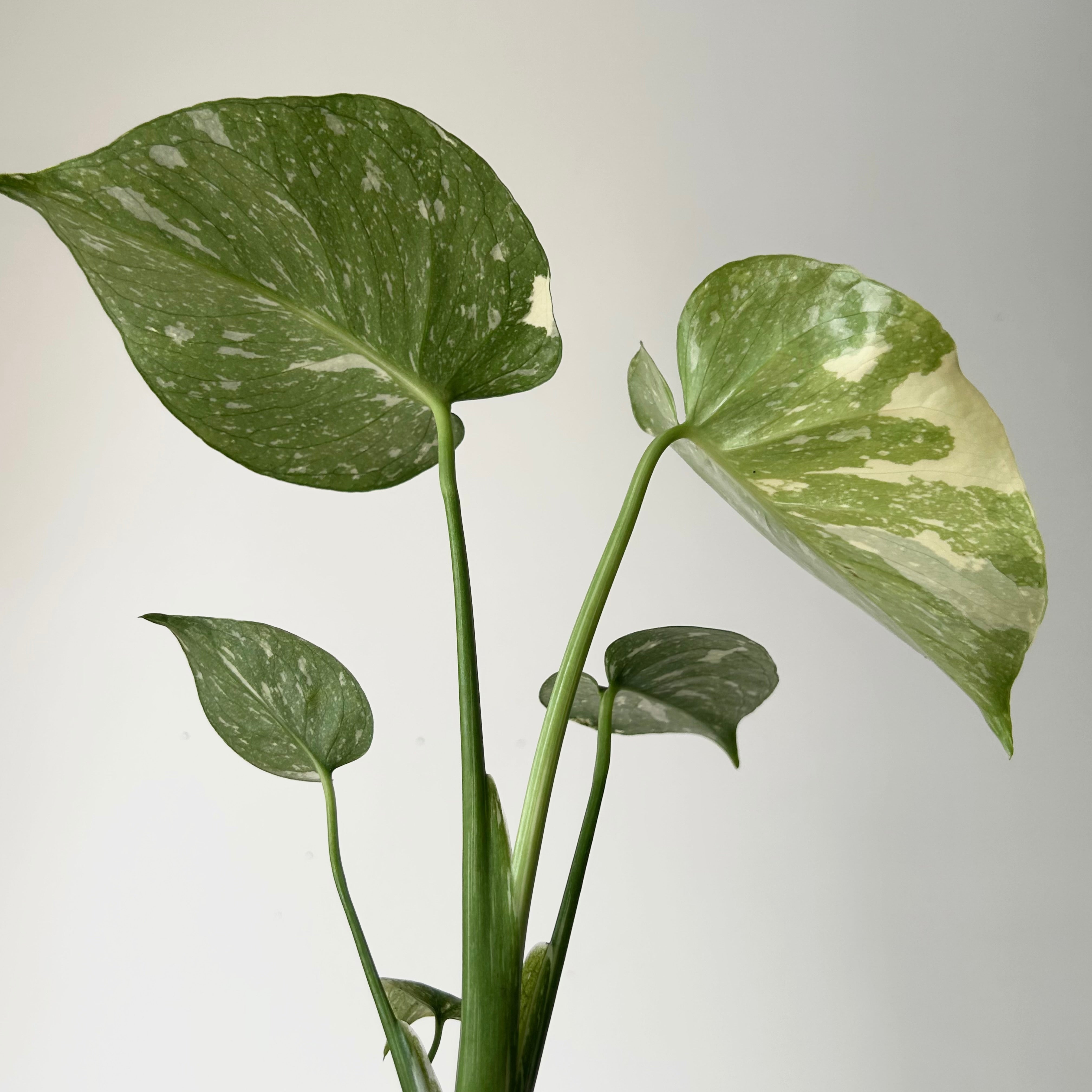 Monstera “Thai Constellation” 3.5" pot