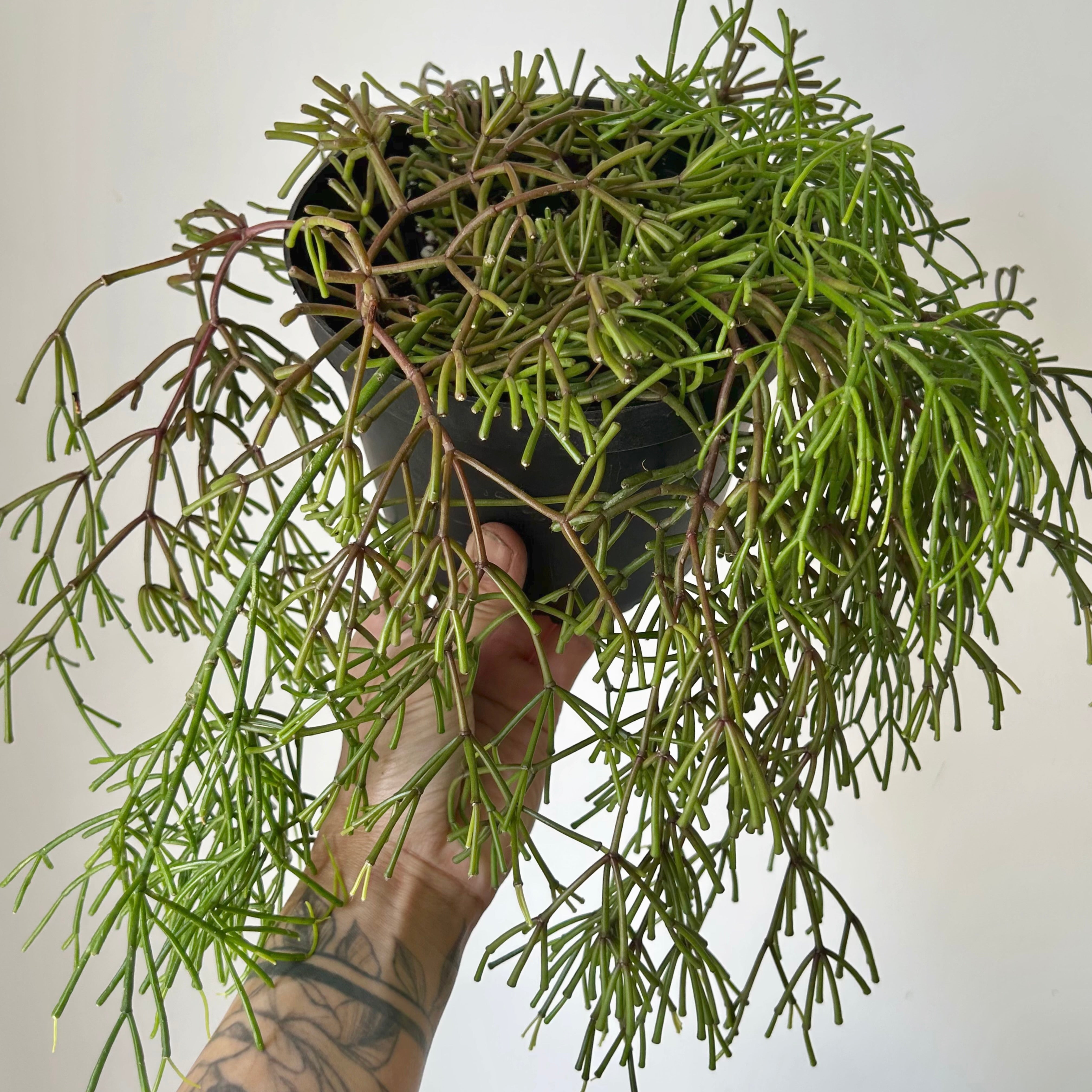 Rhipsalis clavata 6” hanging basket