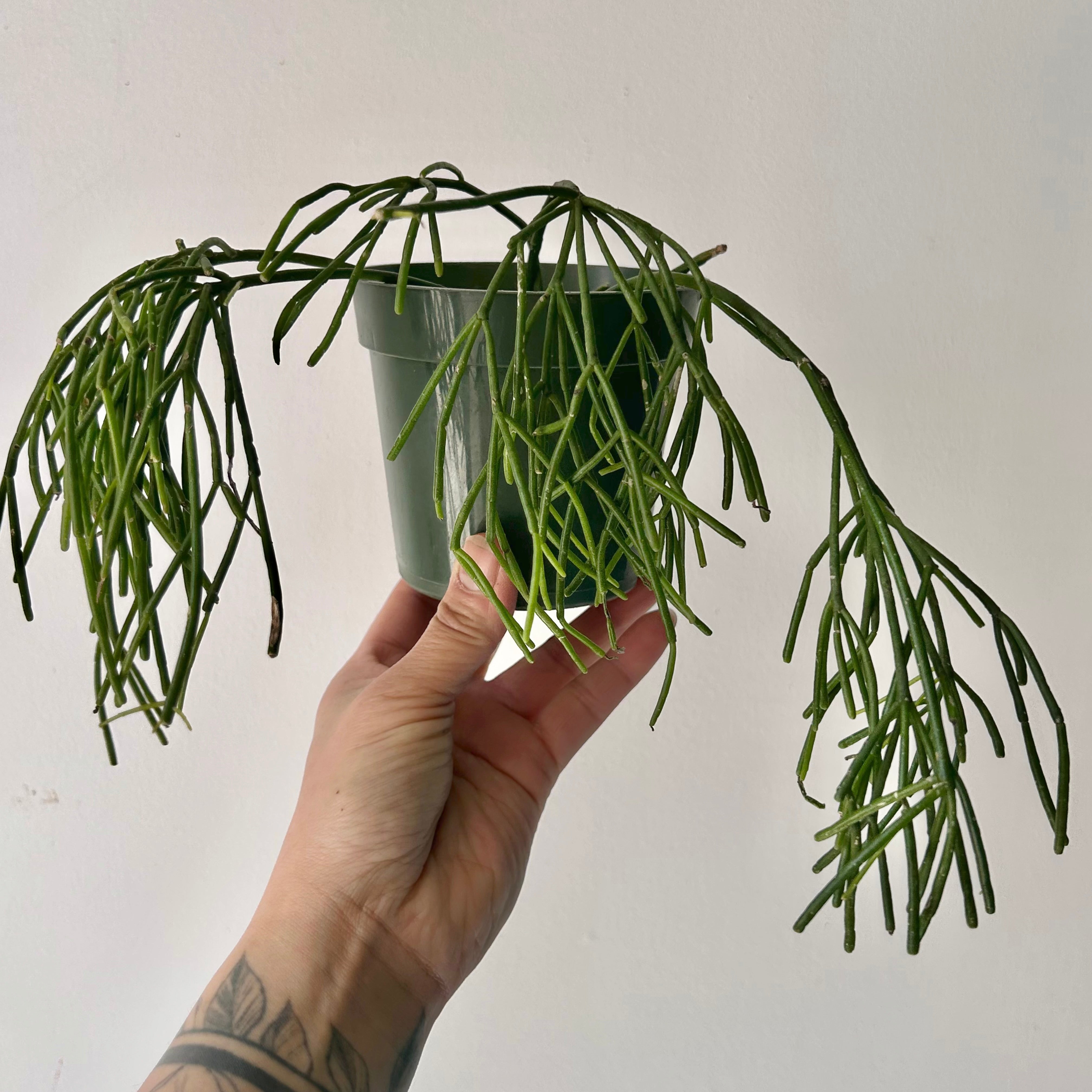 Rhipsalis capilliformis 4”pot