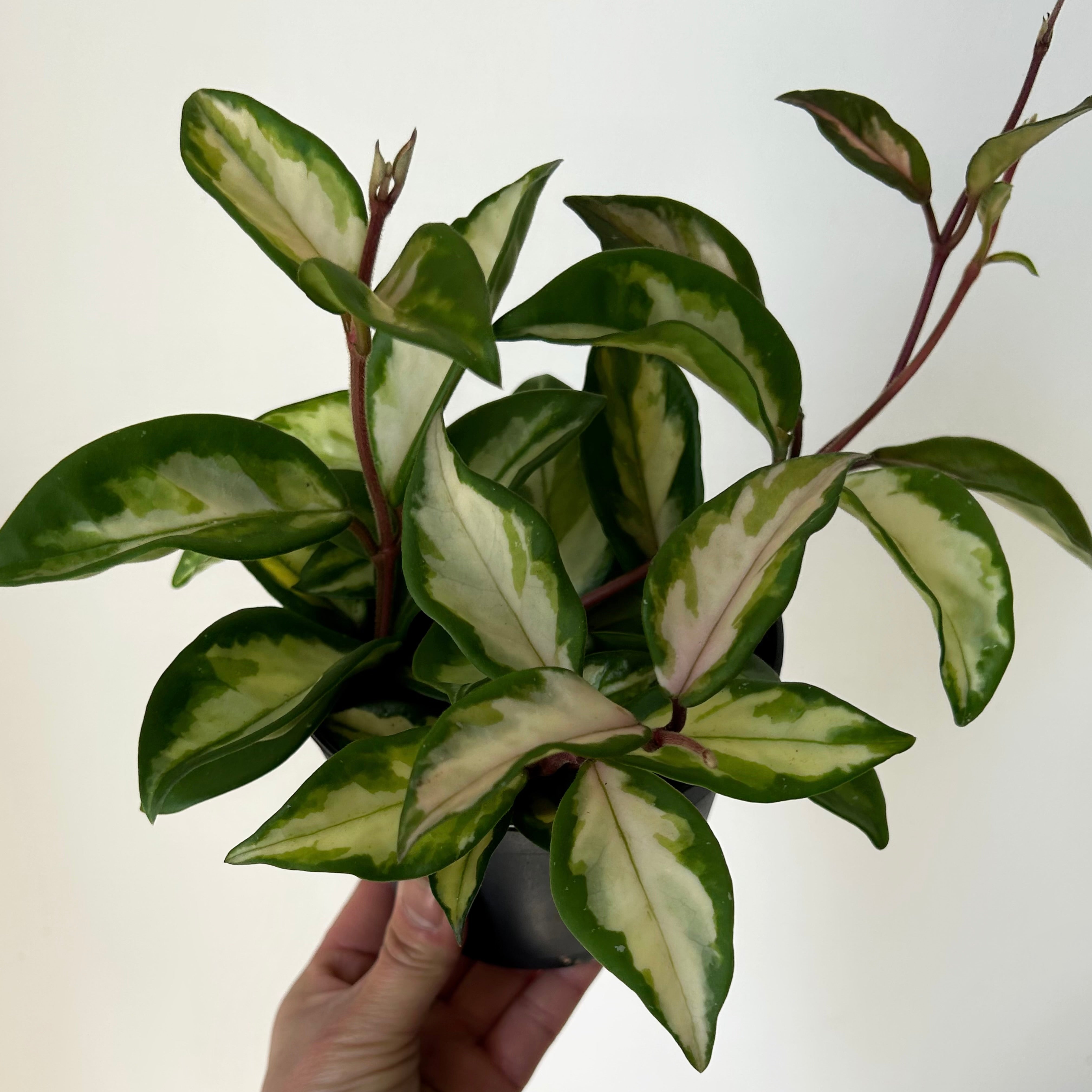 Hoya Tricolour "Krimson Princess" 5”pot