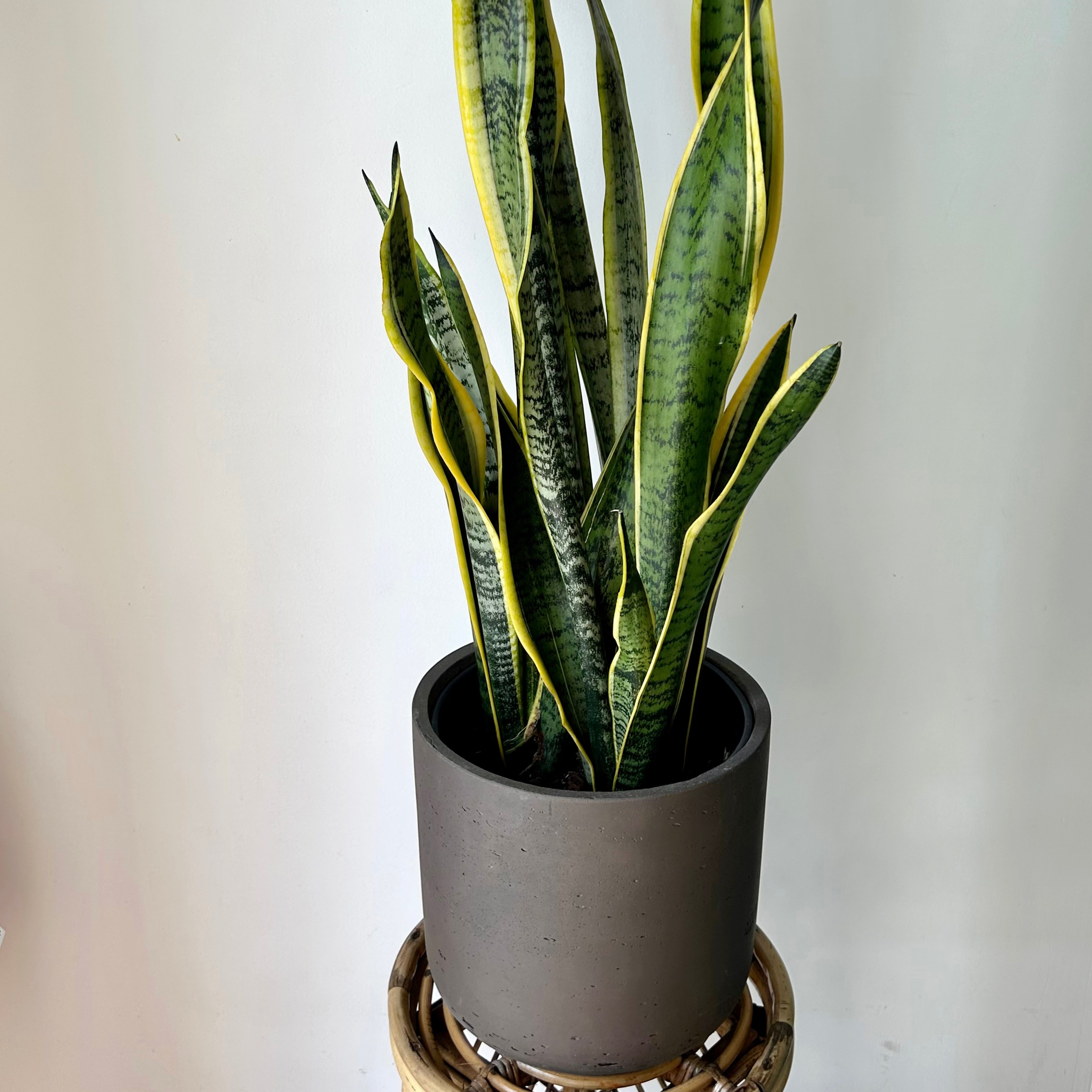 Sansevieria Laurentii approximately 3ft tall in 8”pot