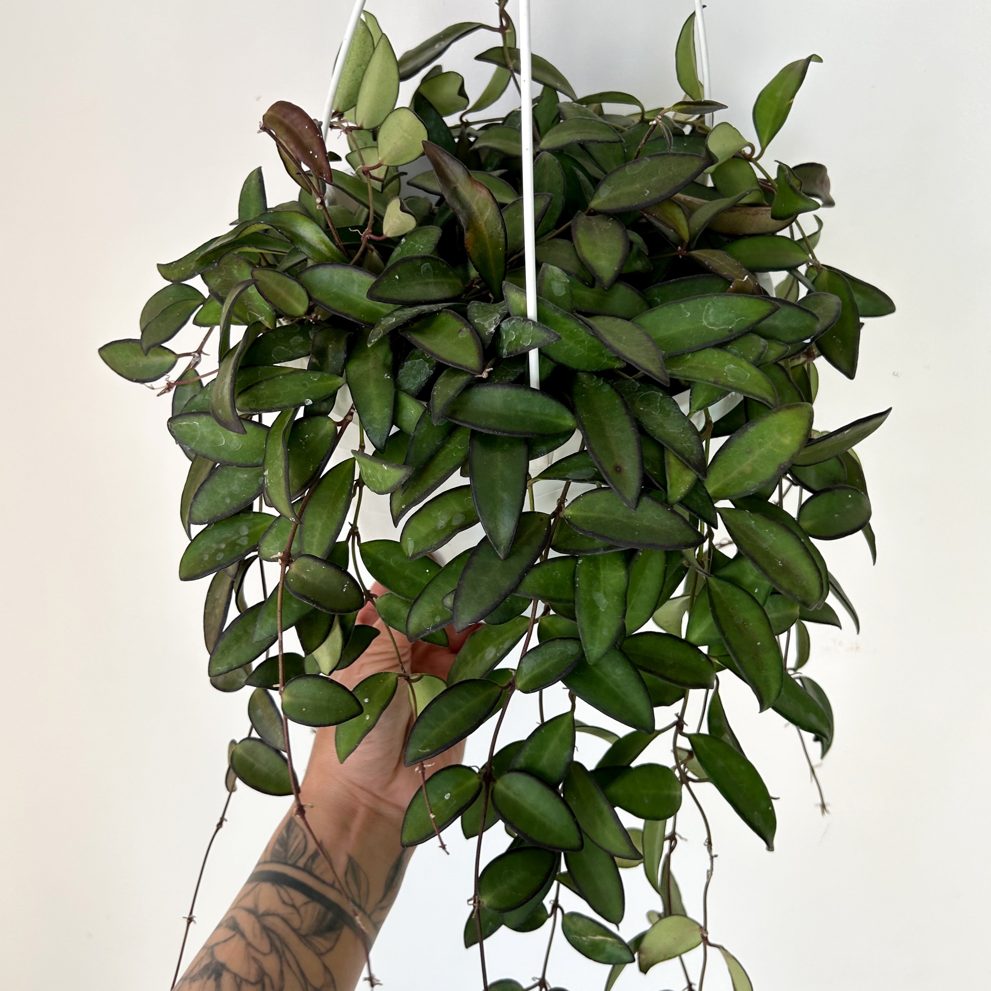 Hoya Rosita (H.wayetii X H.tsangii) 6” hanging basket