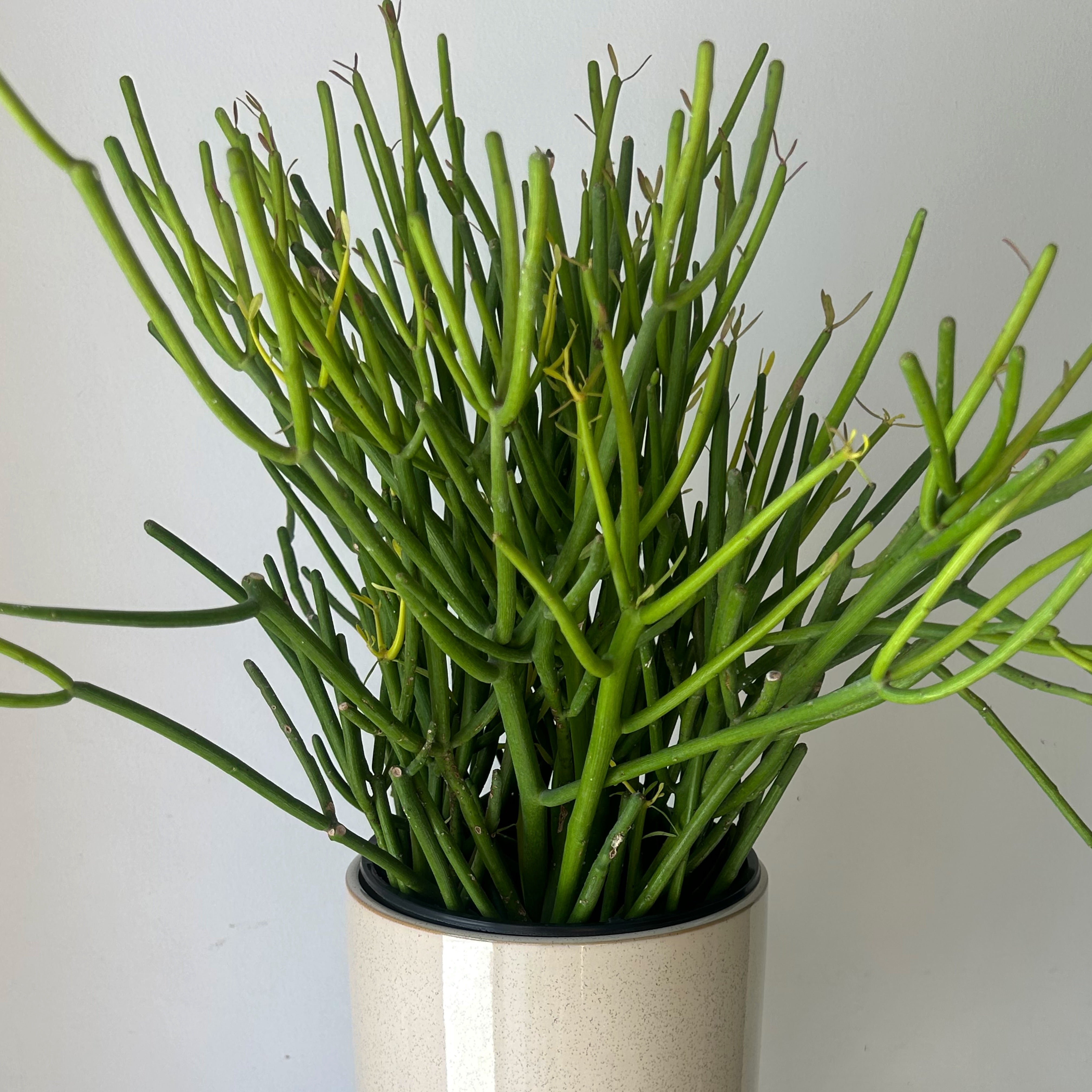 Pencil Cactus “Firesticks” (Euphorbia) 6” pot