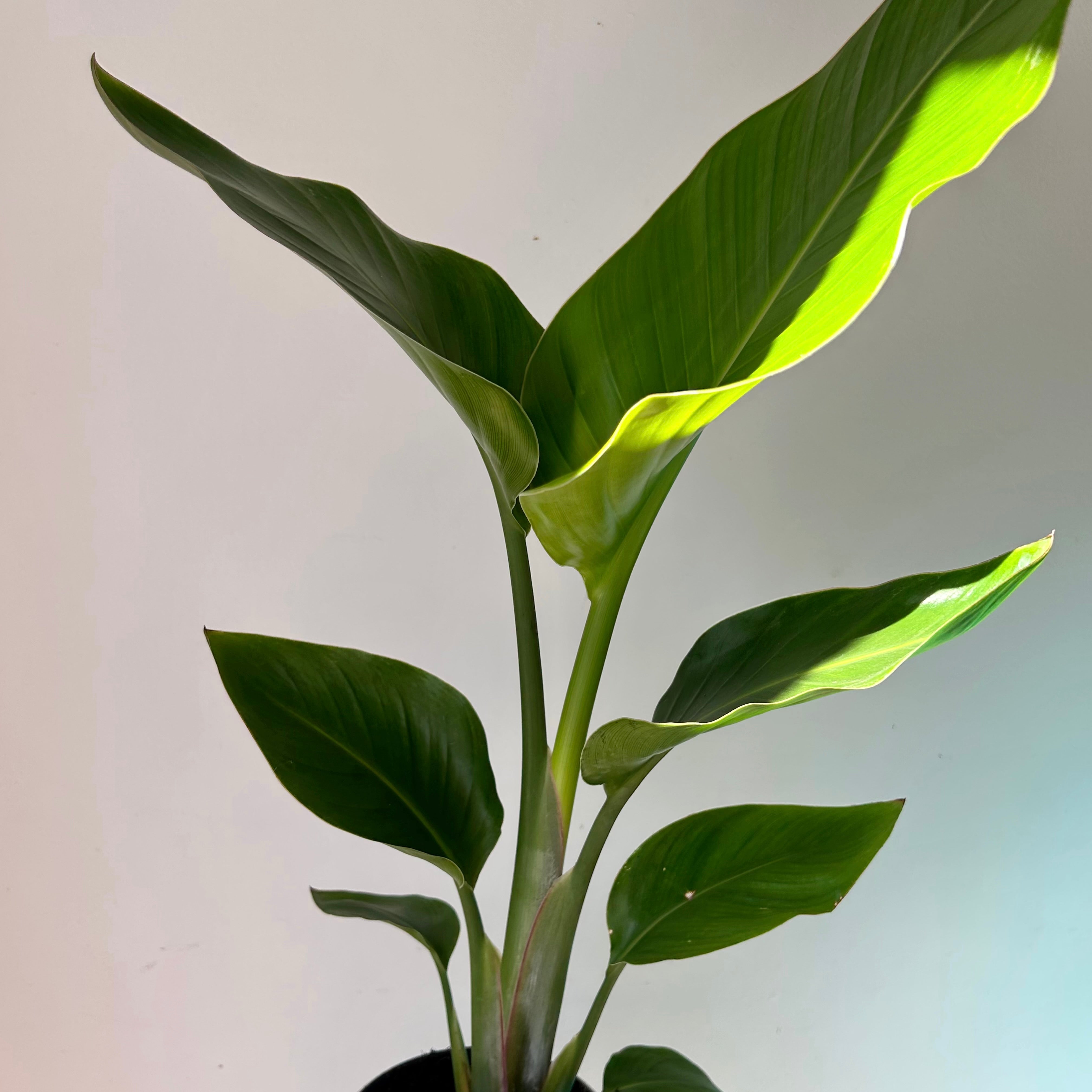 White Bird of Paradise (Strelitzia nicolai) approximately  18 inches tall in 5”pot