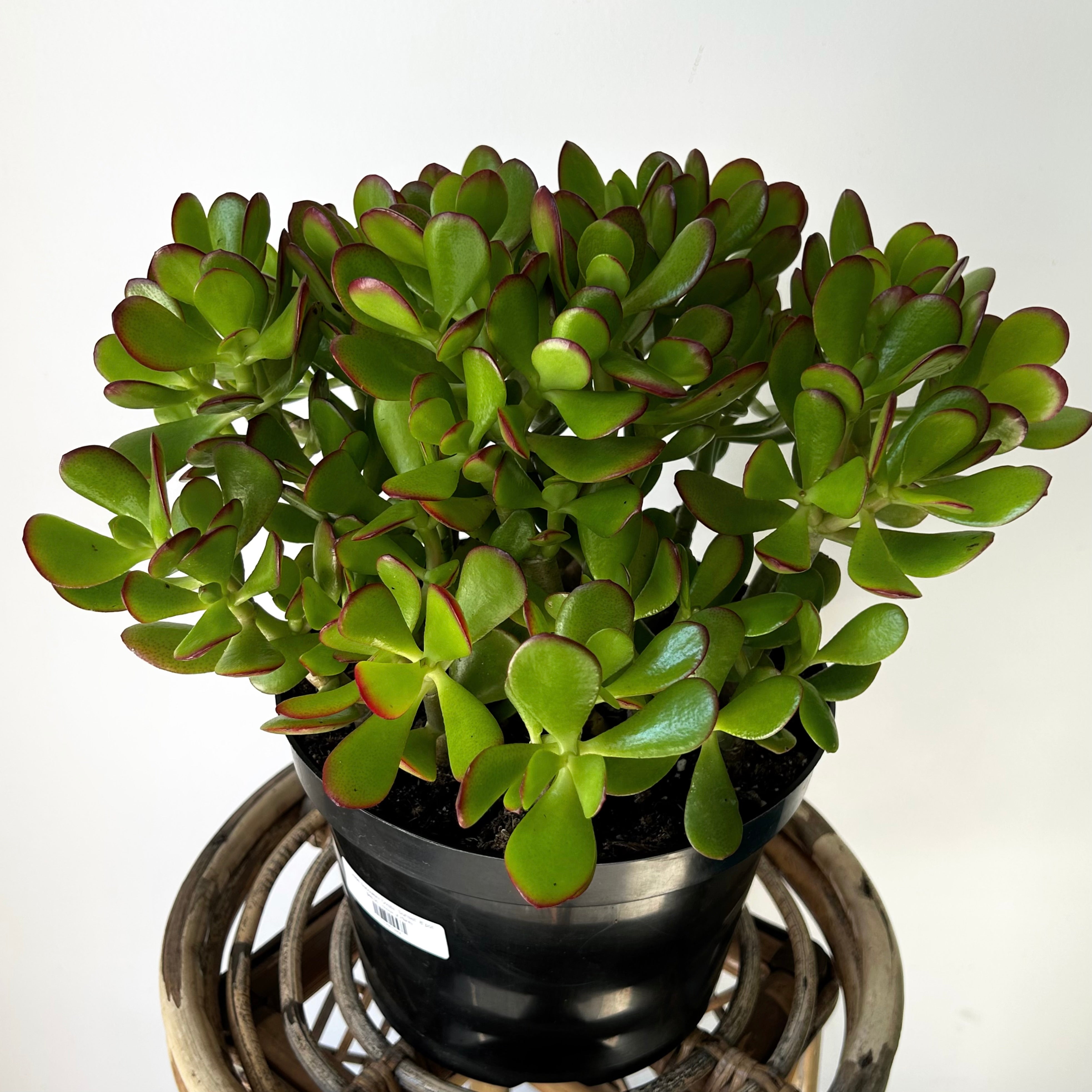 Jade Succulent Ovata “Sunset” 8”pot