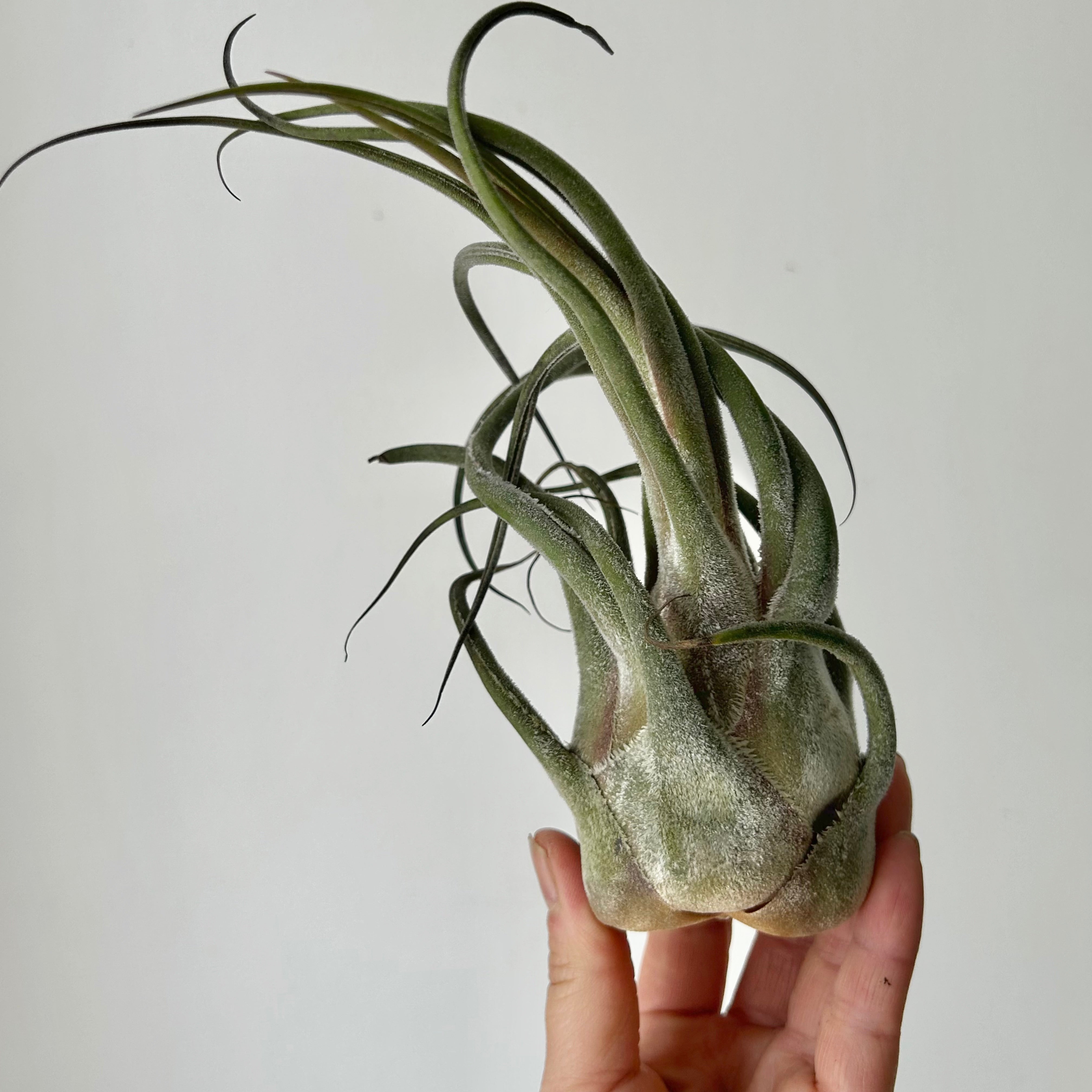 Tillandsia Seleriana