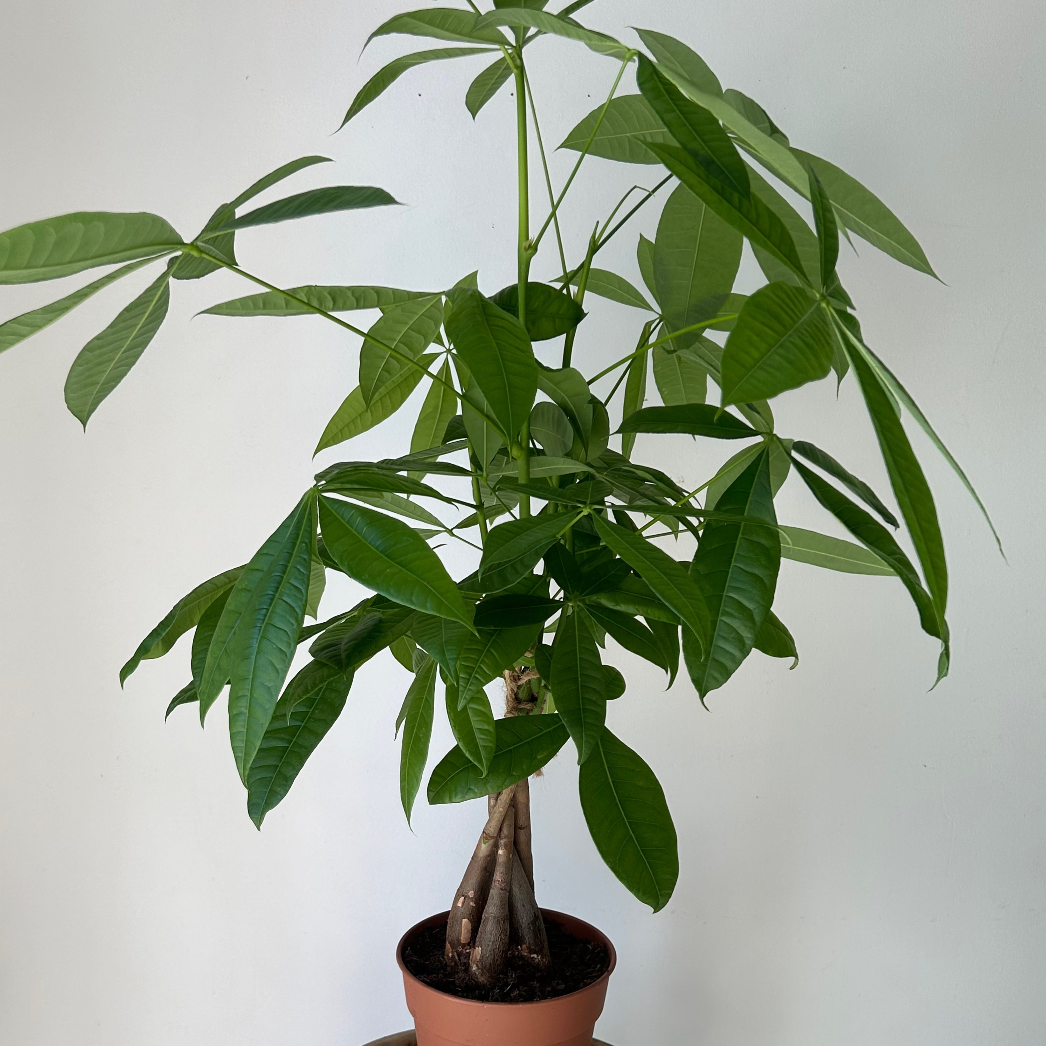Money Tree (Pachira aquatica ) approximately 20 inches tall 5”pot