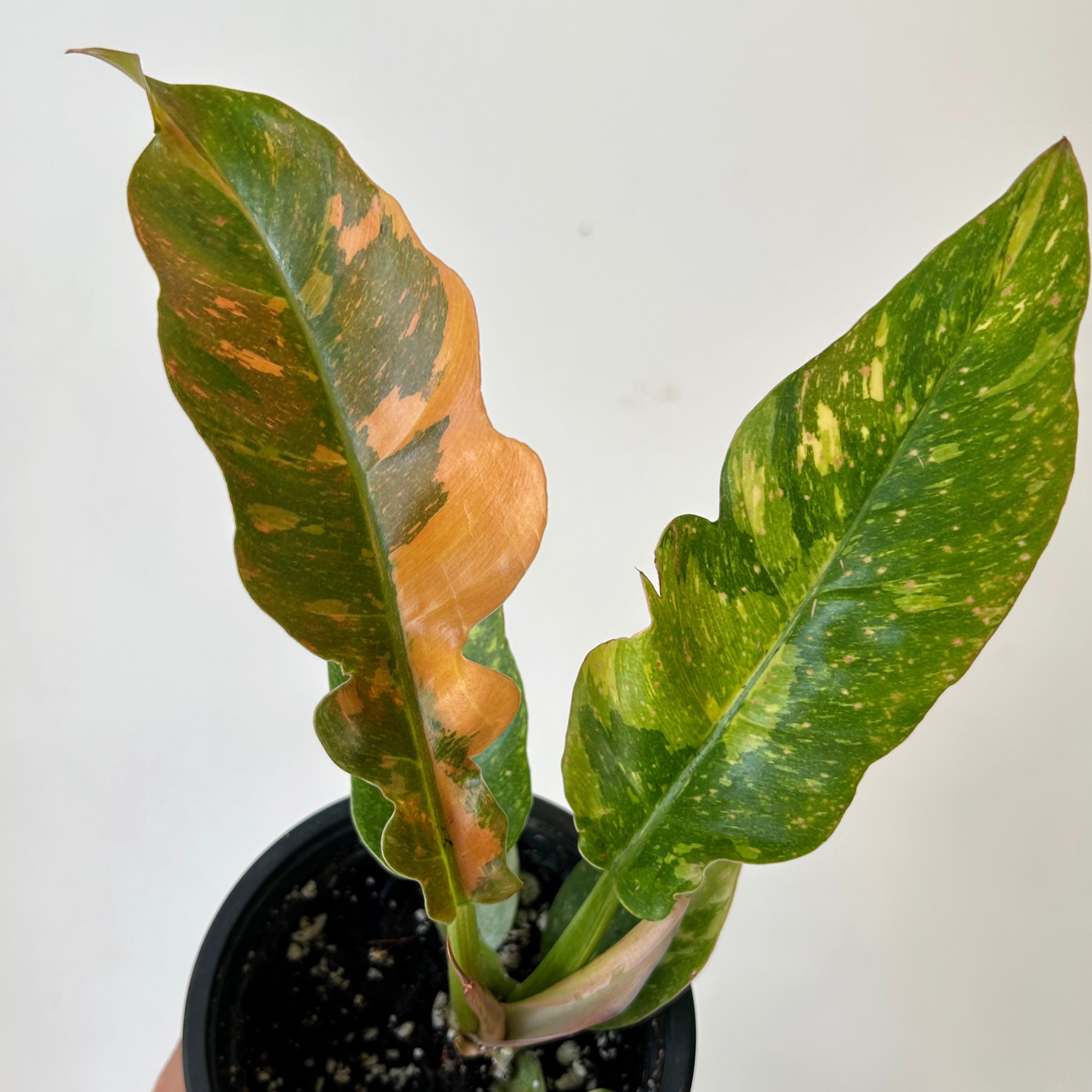 Philodendron "Ring of Fire" “ 4" pot