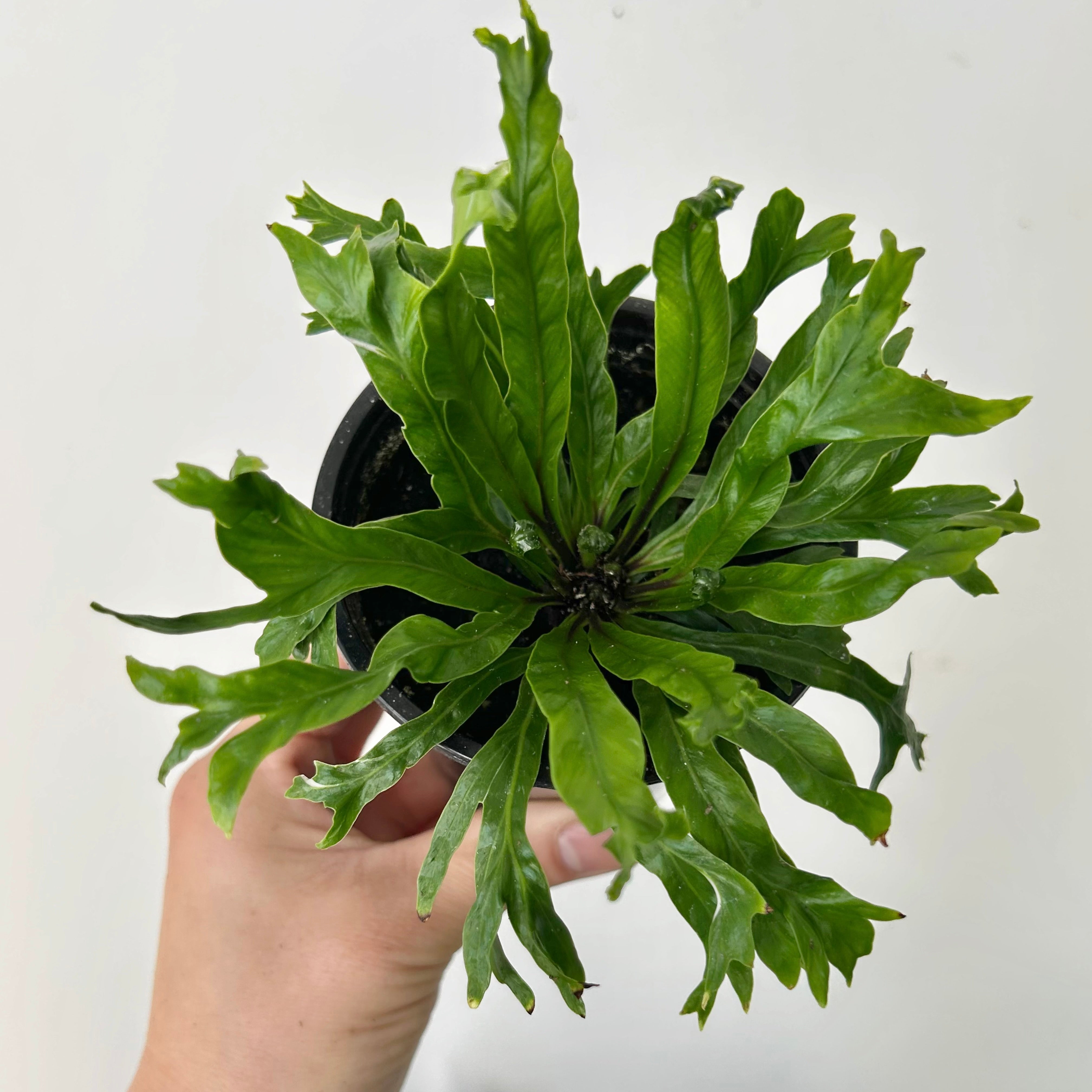 Birds Nest Fern (Asplenium) 3.5”pot