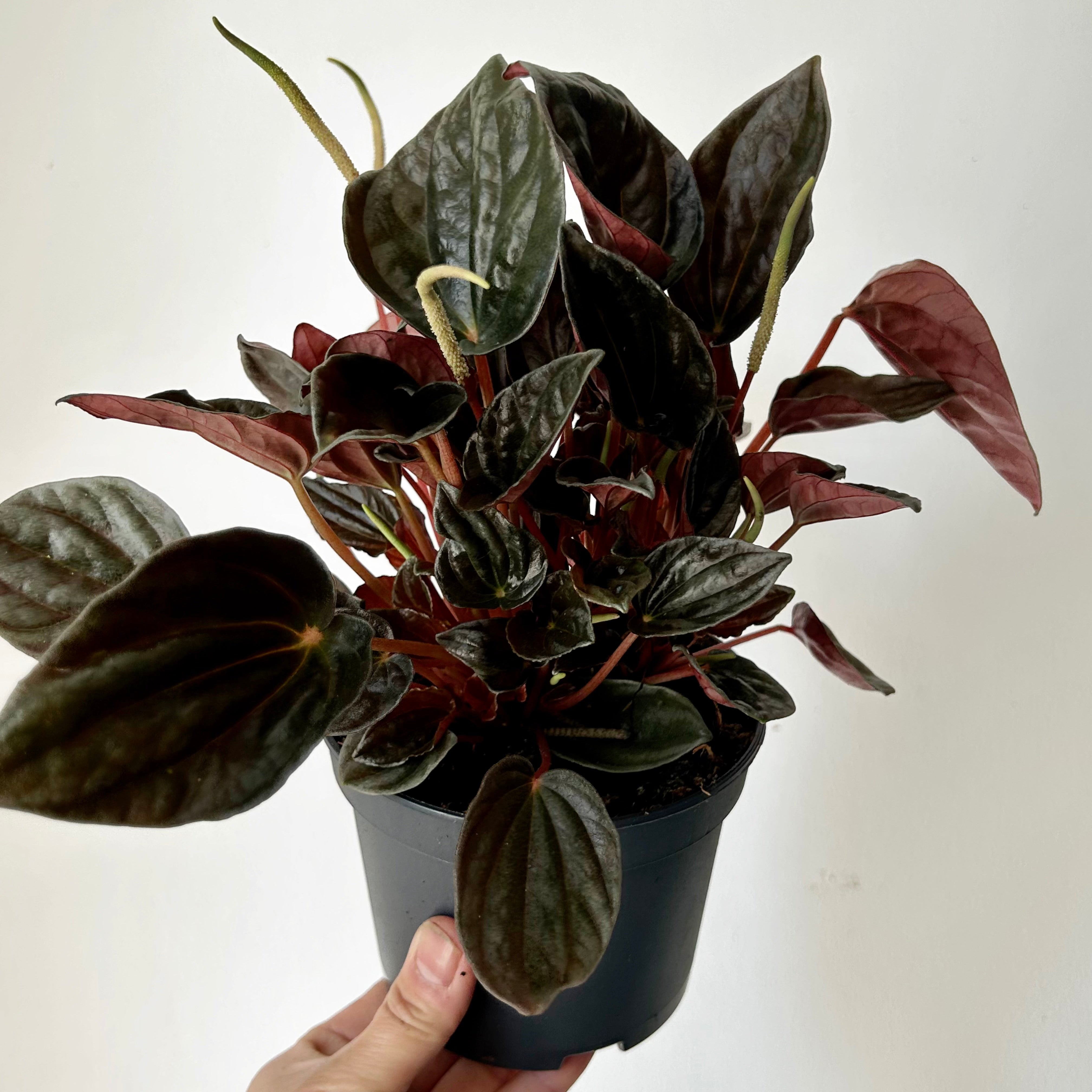 Peperomia caperata “Santiago” 5” pot
