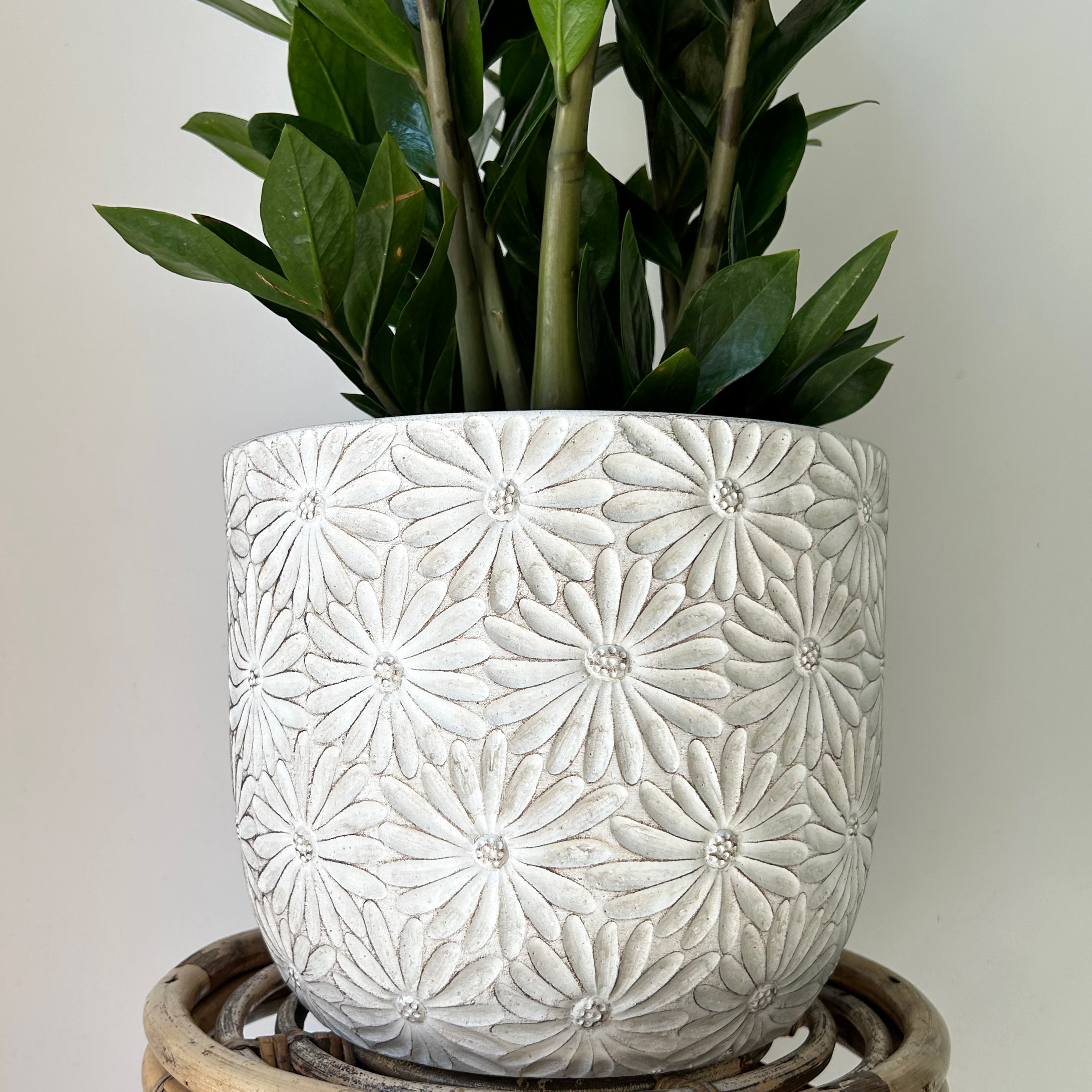 DAISY Large decorative cement pot (available in two sizes)