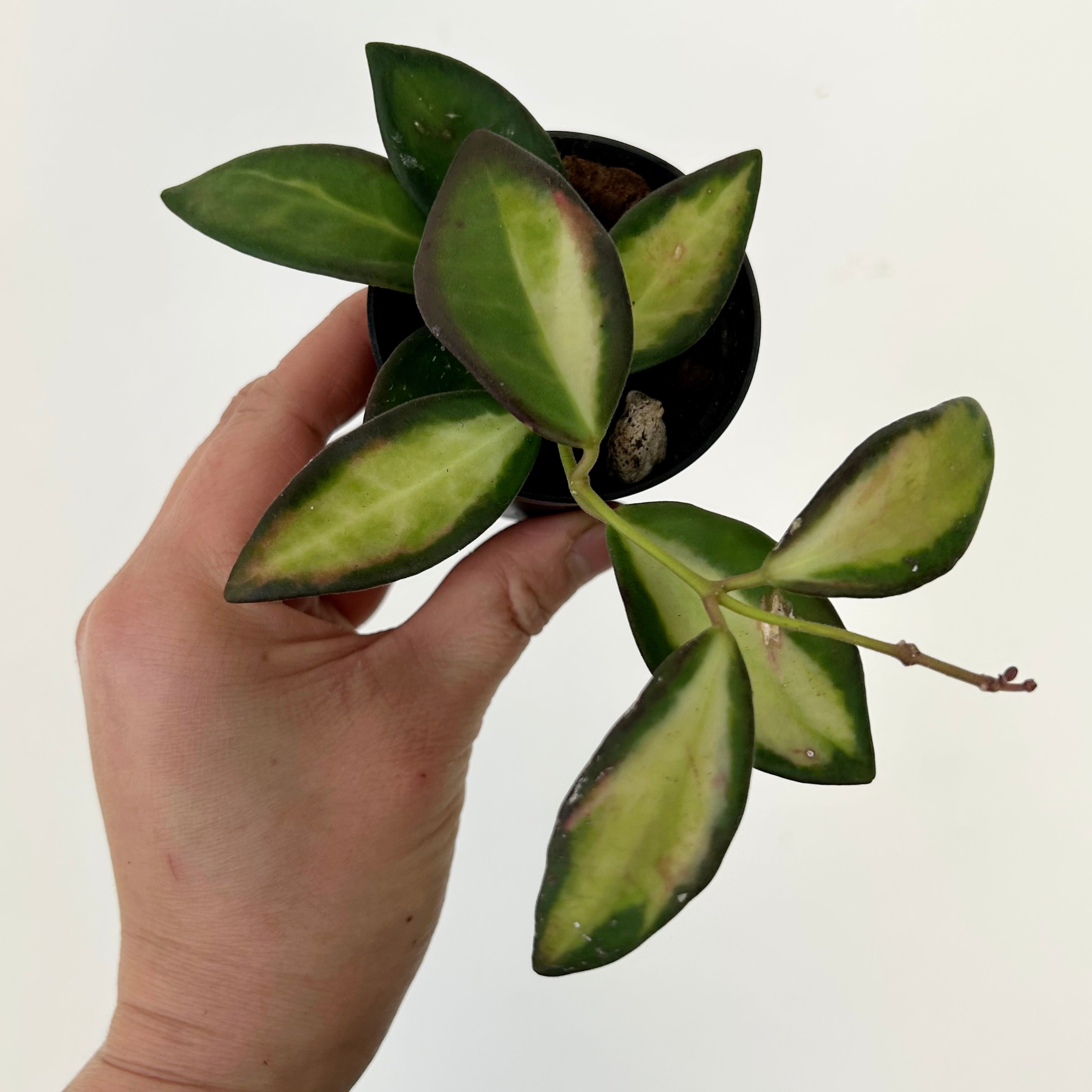 Hoya sp. aff. burtoniae variegated 2.5”pot