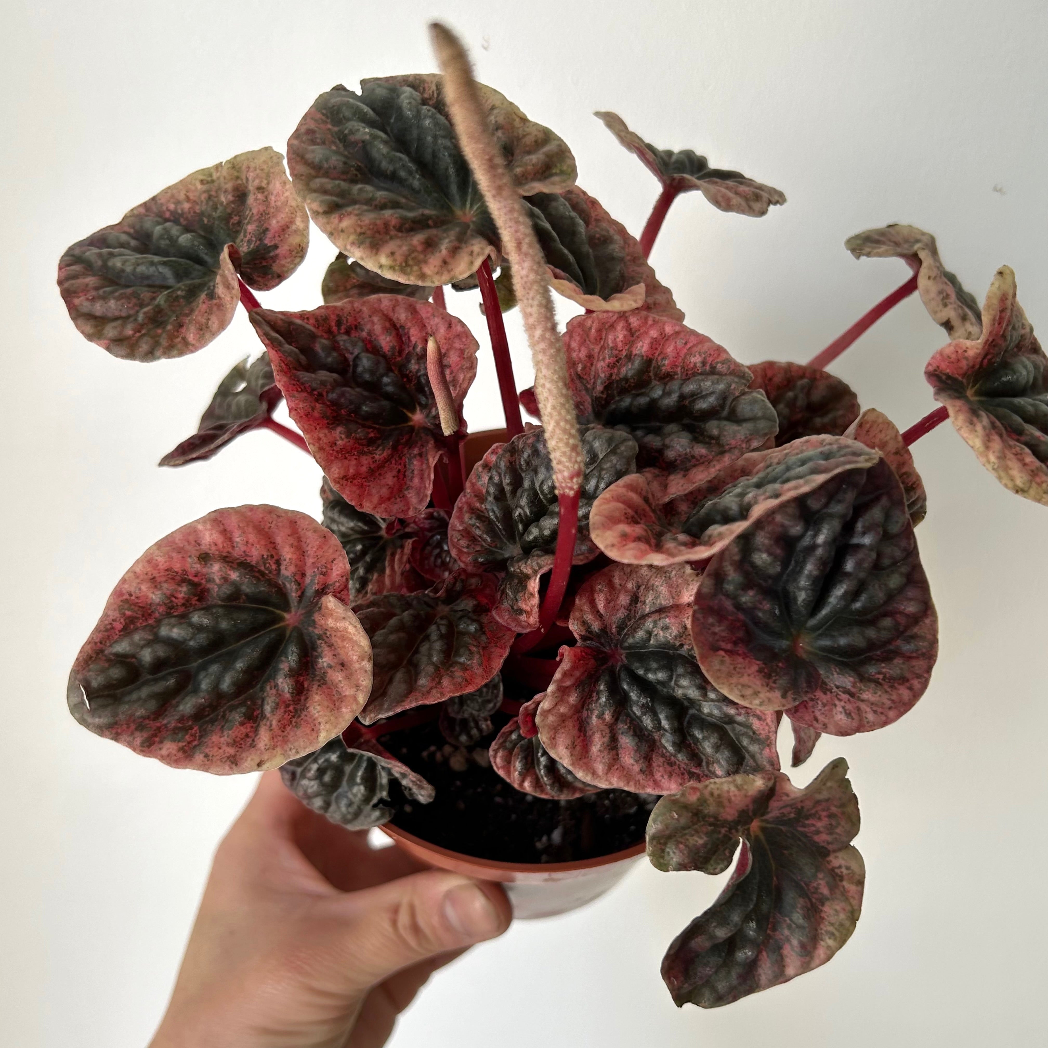 Peperomia Abricos 4”pot