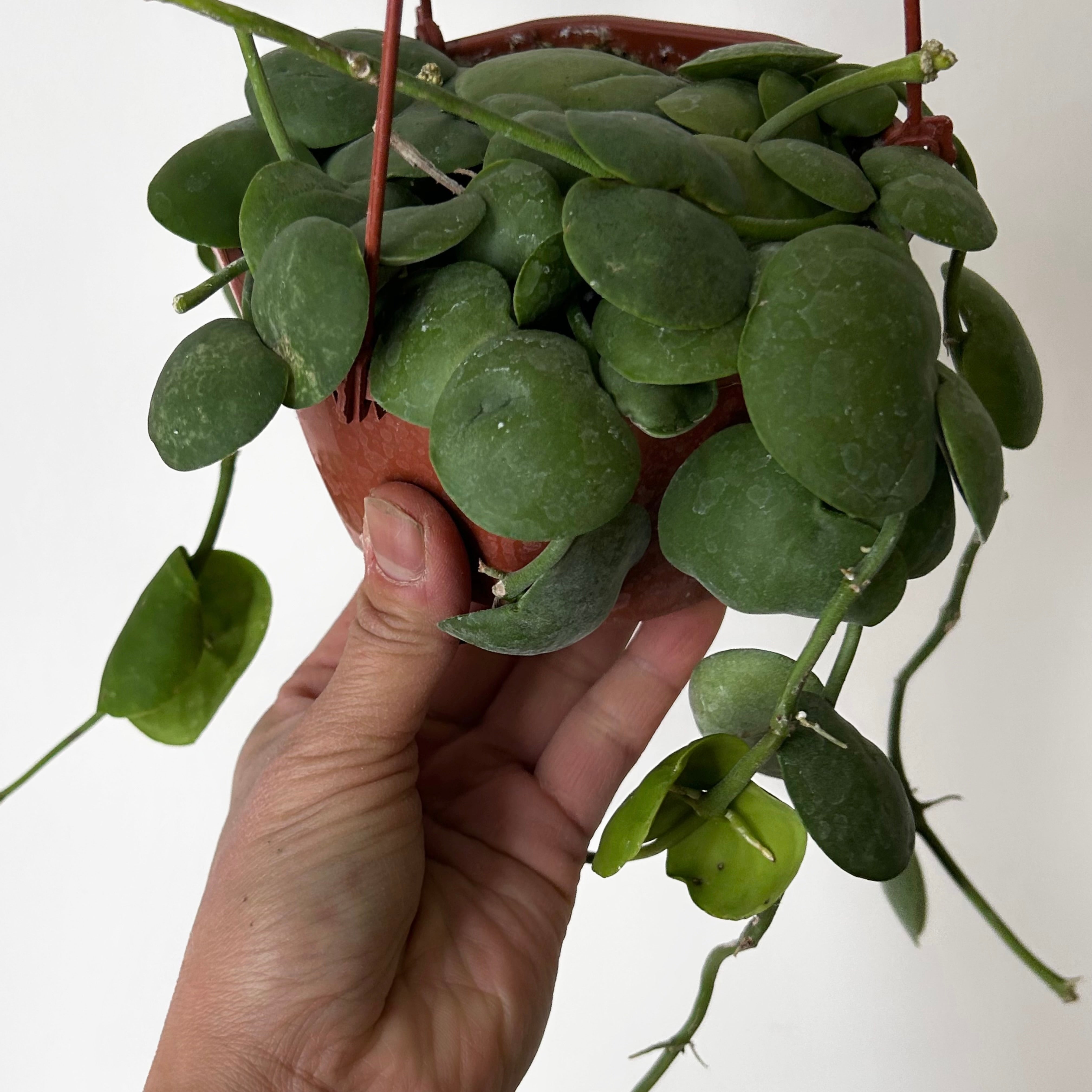 Dischidia platyphylla 4.5” hanging basket