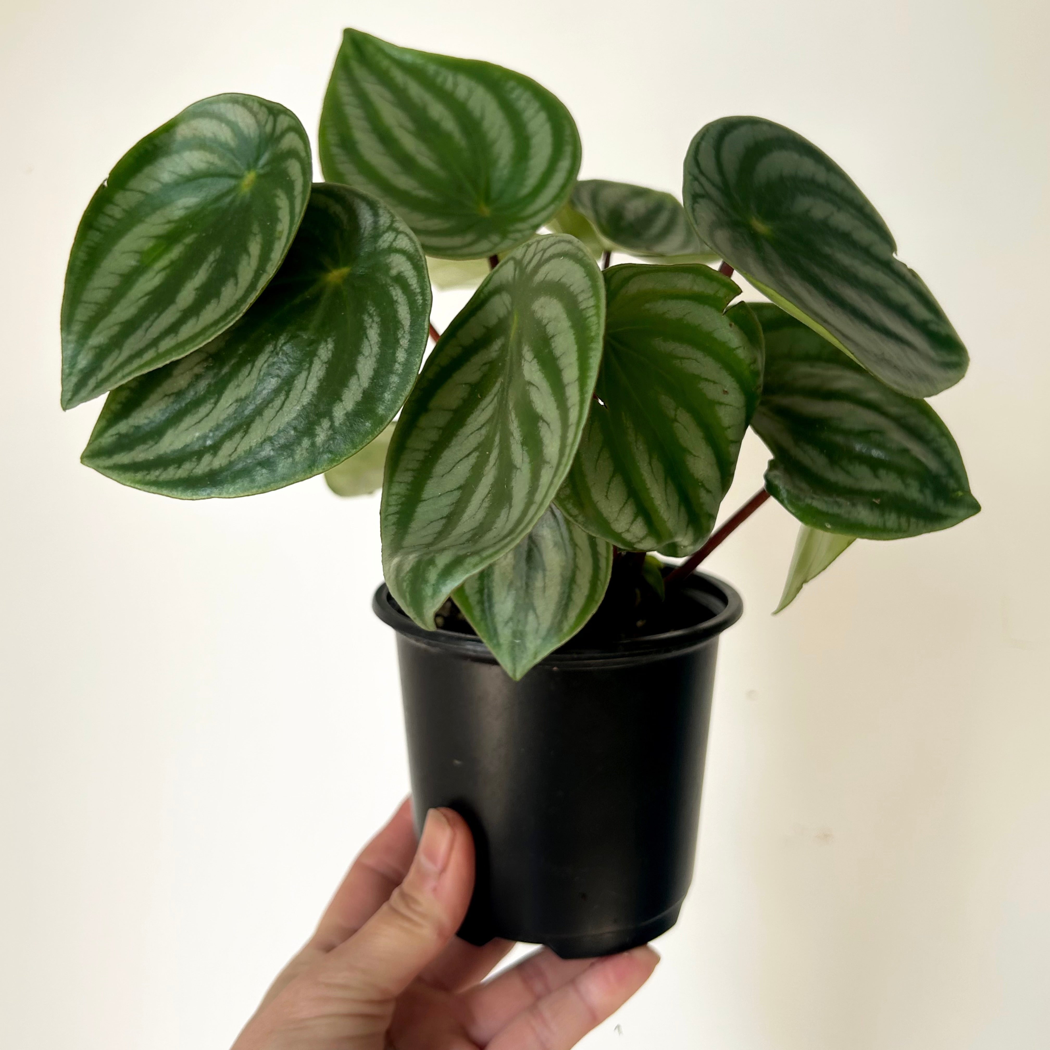 Peperomia "Watermelon" (Argyreia) 4”pot