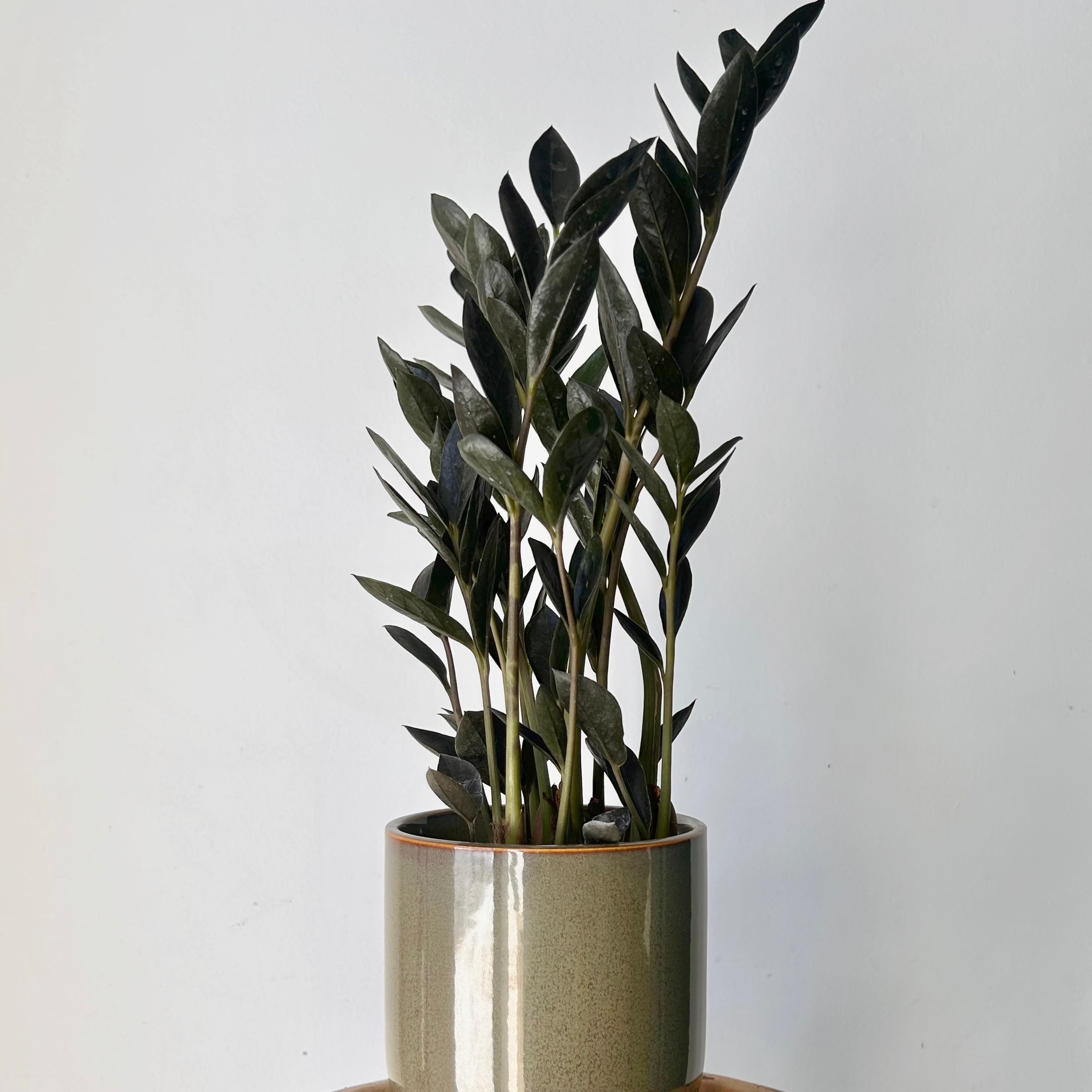 Black ZZ Dowon 4”pot