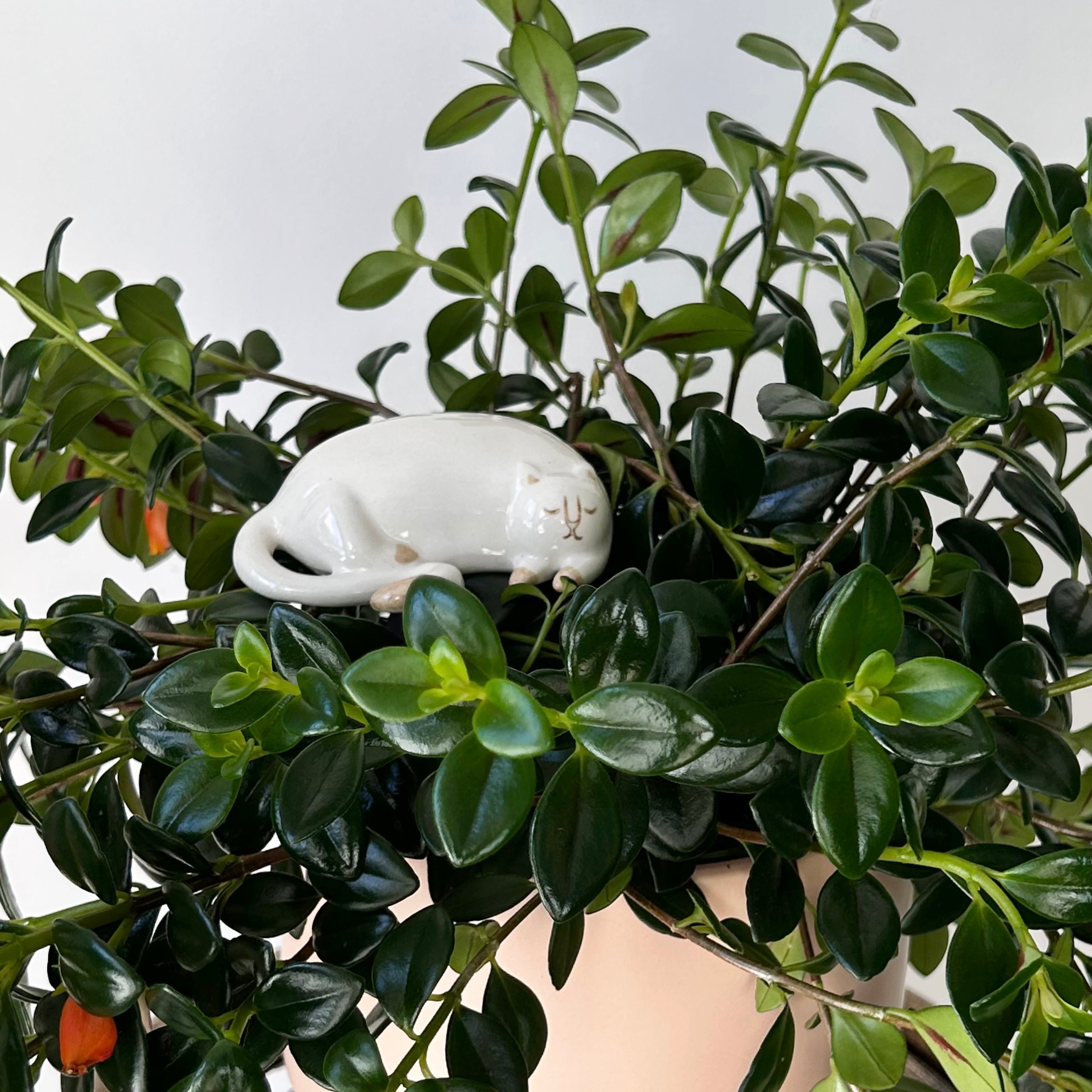 CURIOUS CATS-Ceramic Decorative Accents