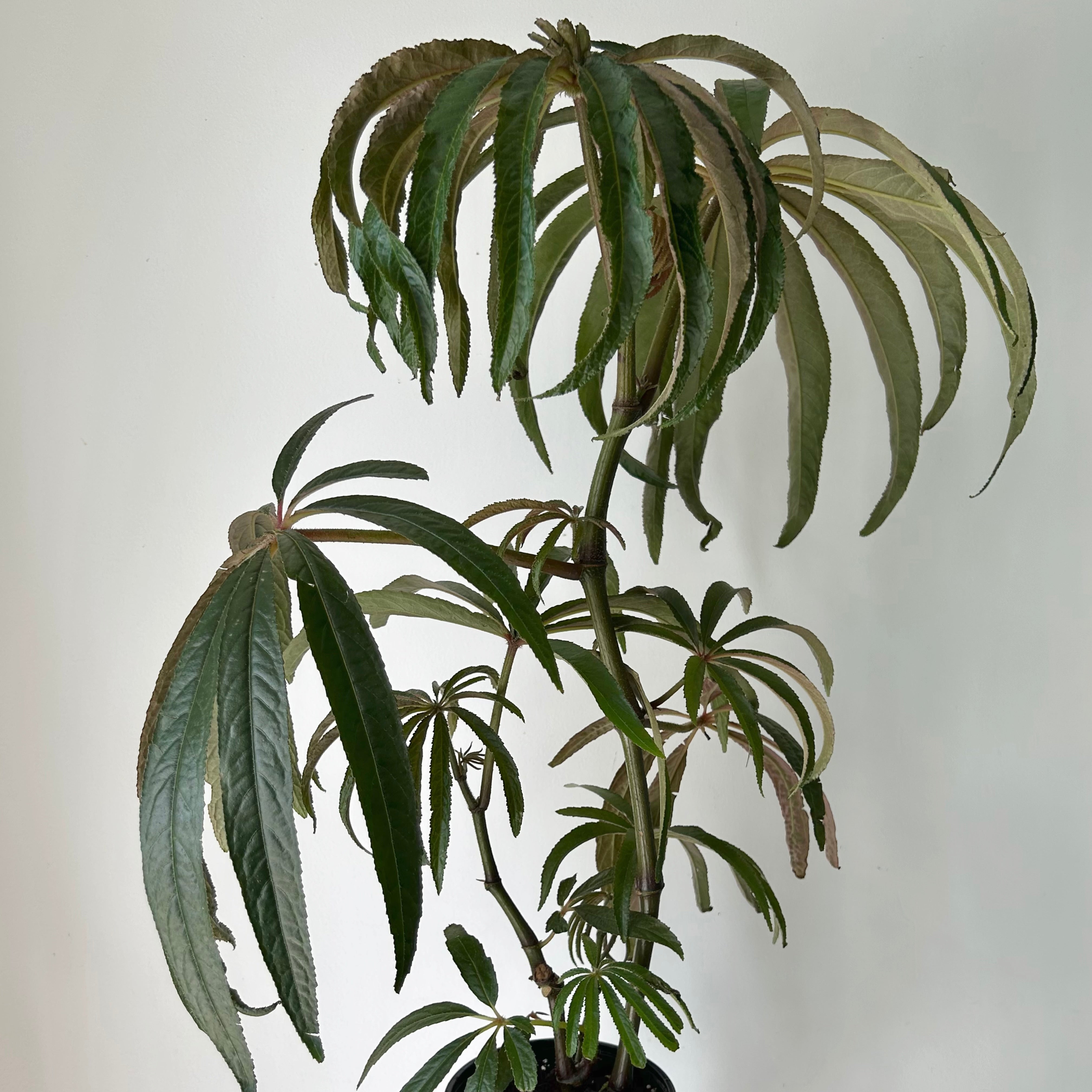 Palm Leaf Begonia (Luxurians) approximately 2 ft tall in 6”pot